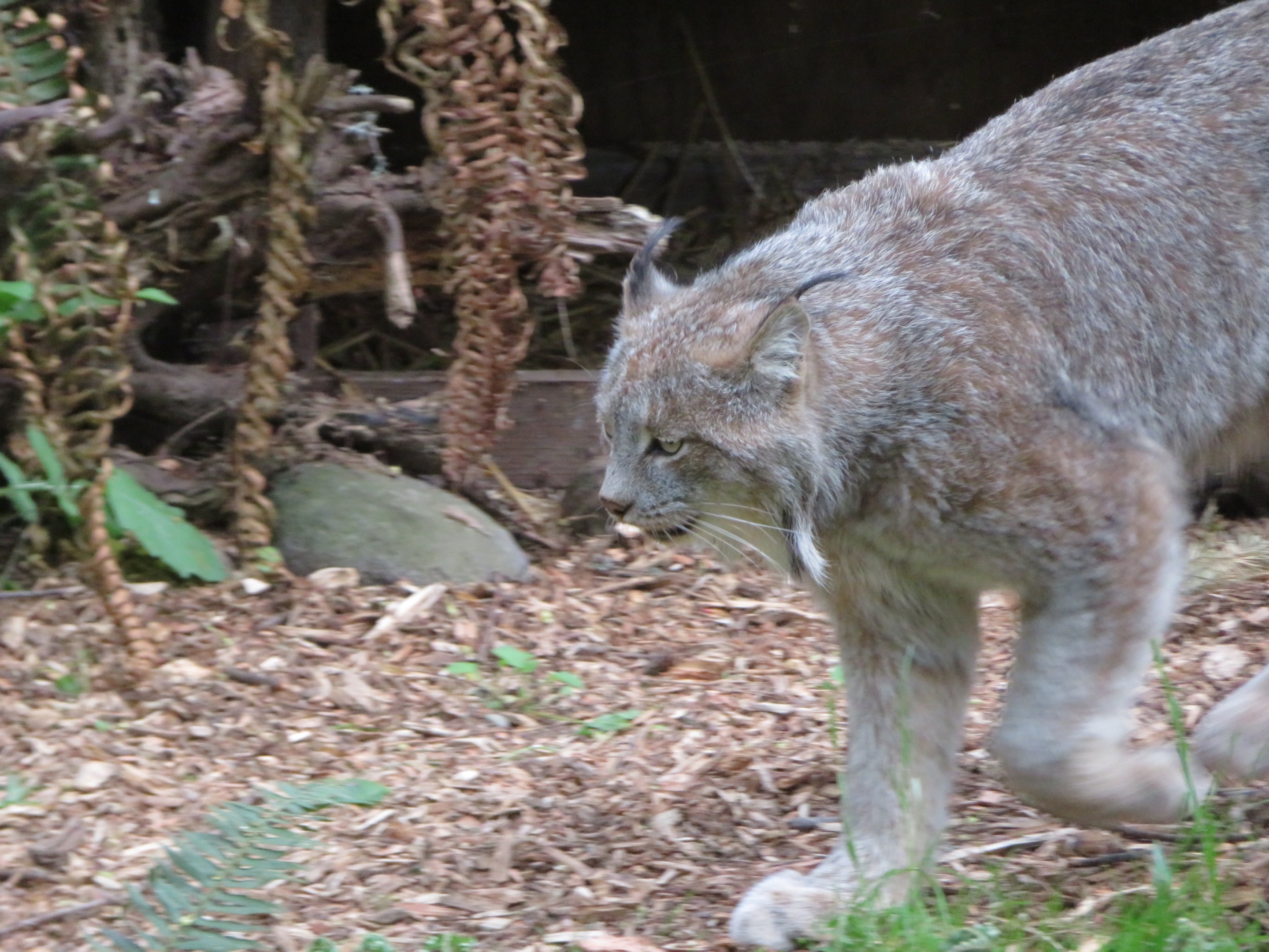 Canada Lynx
