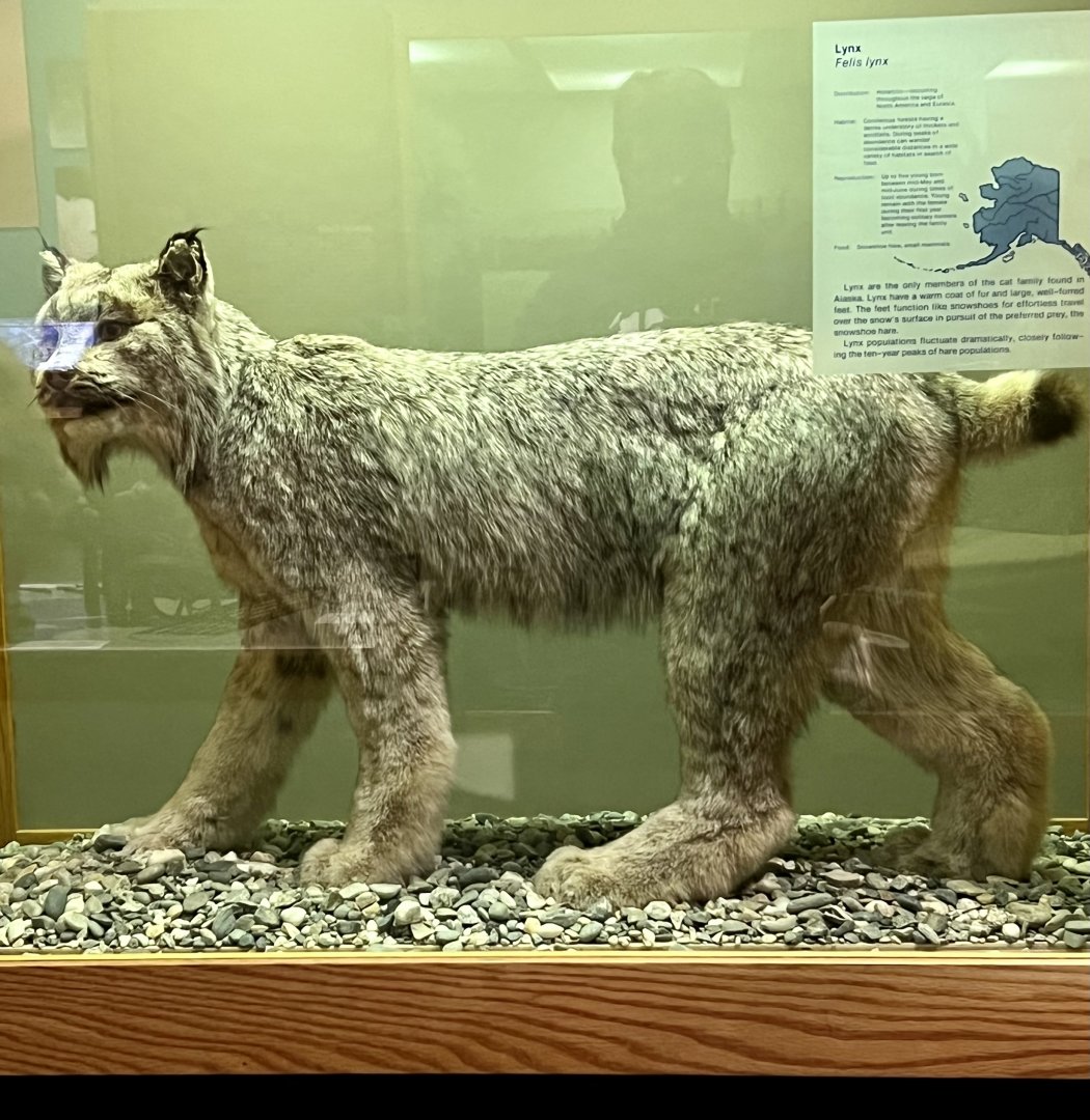Canada Lynx