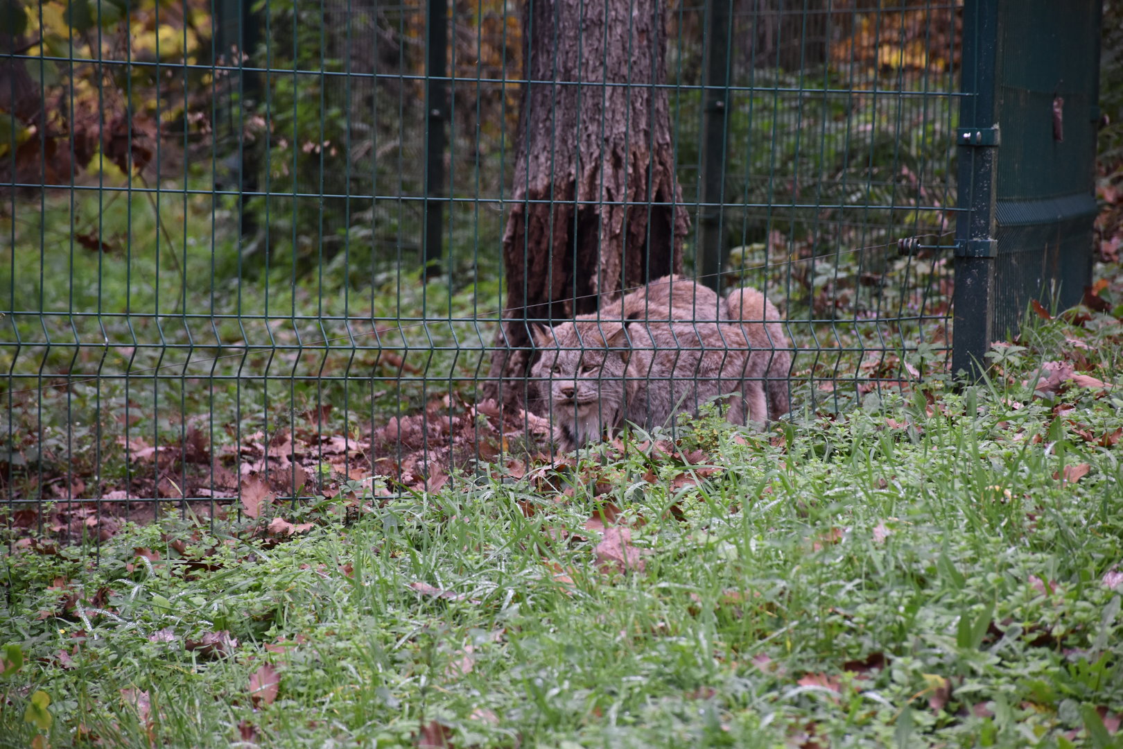 Canada lynx