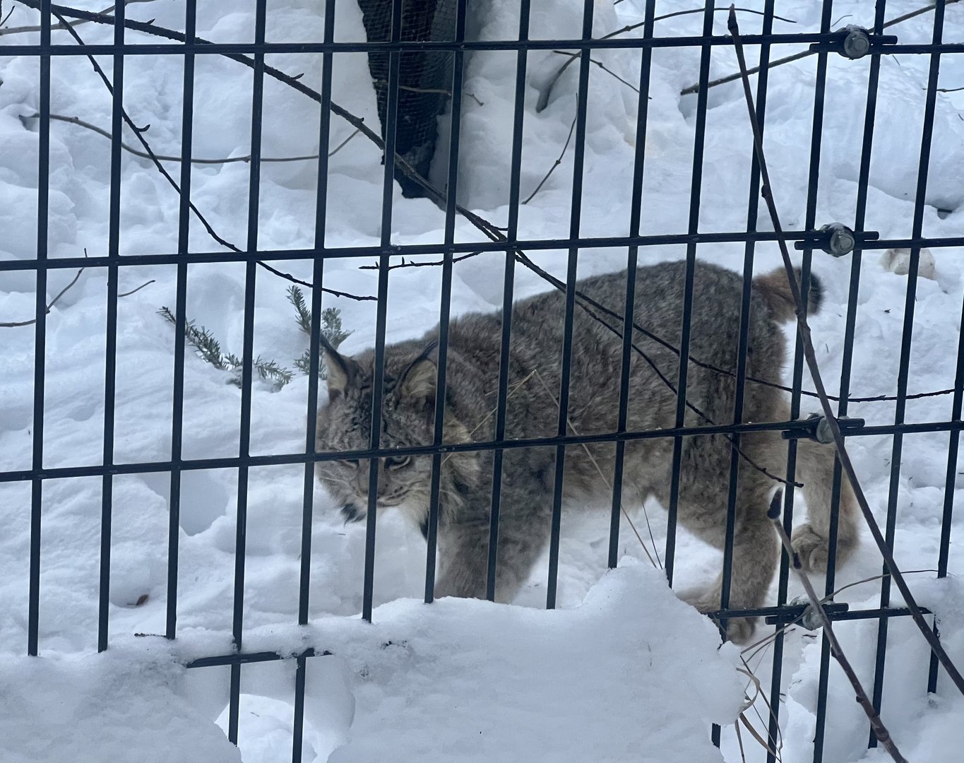 Canada Lynx