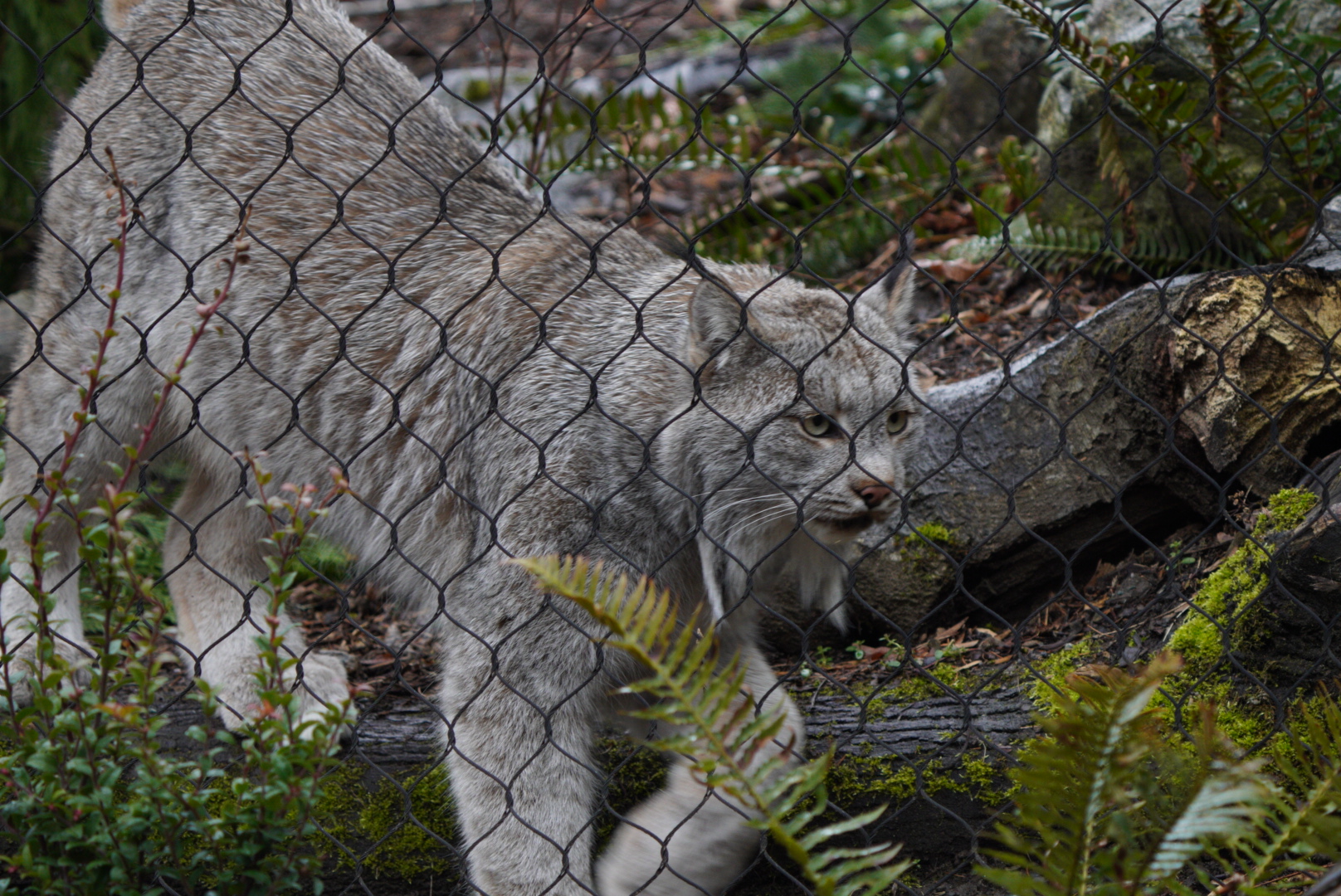 Canada Lynx