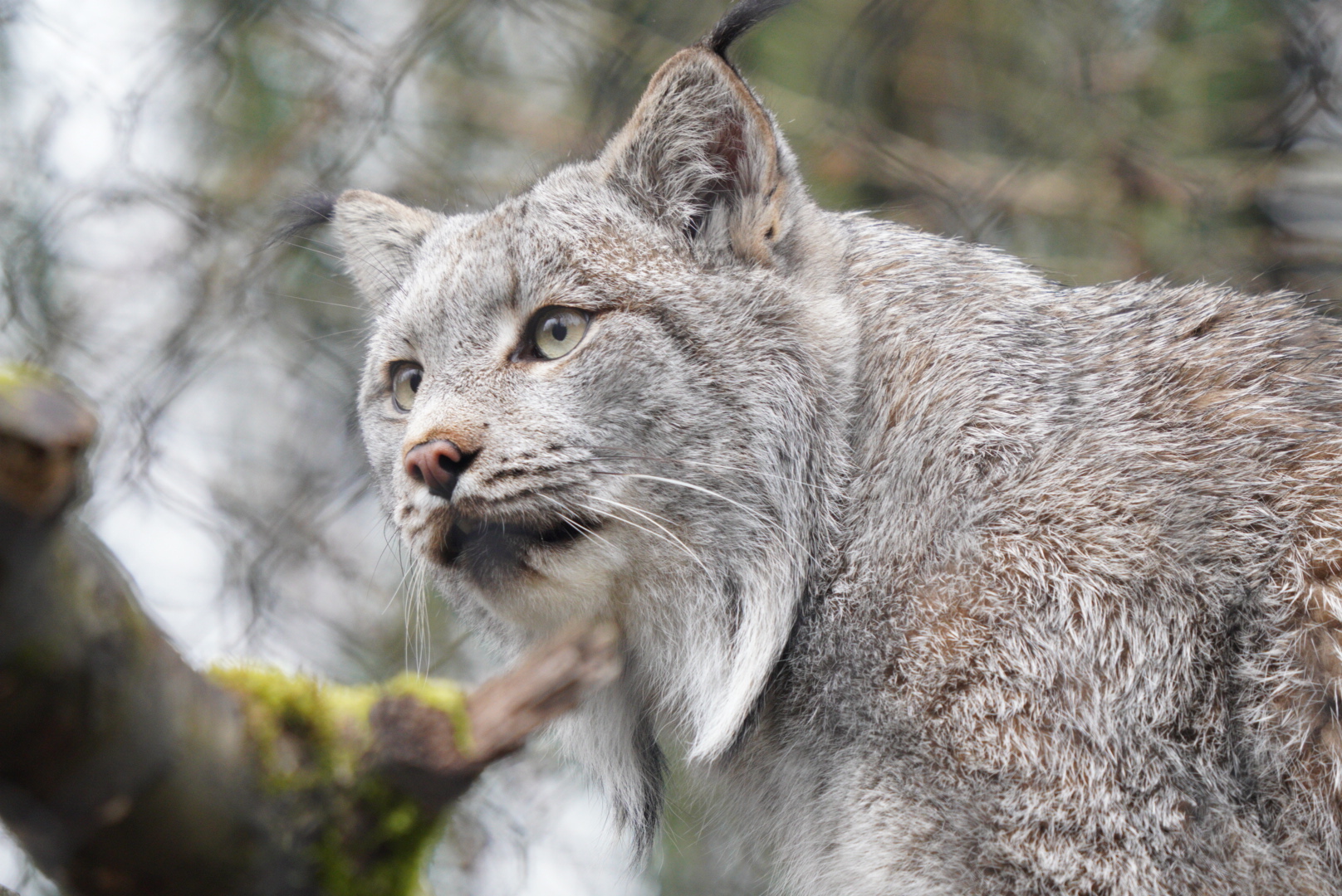 Canada Lynx