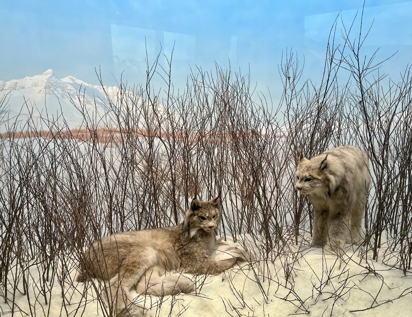 Canada Lynx