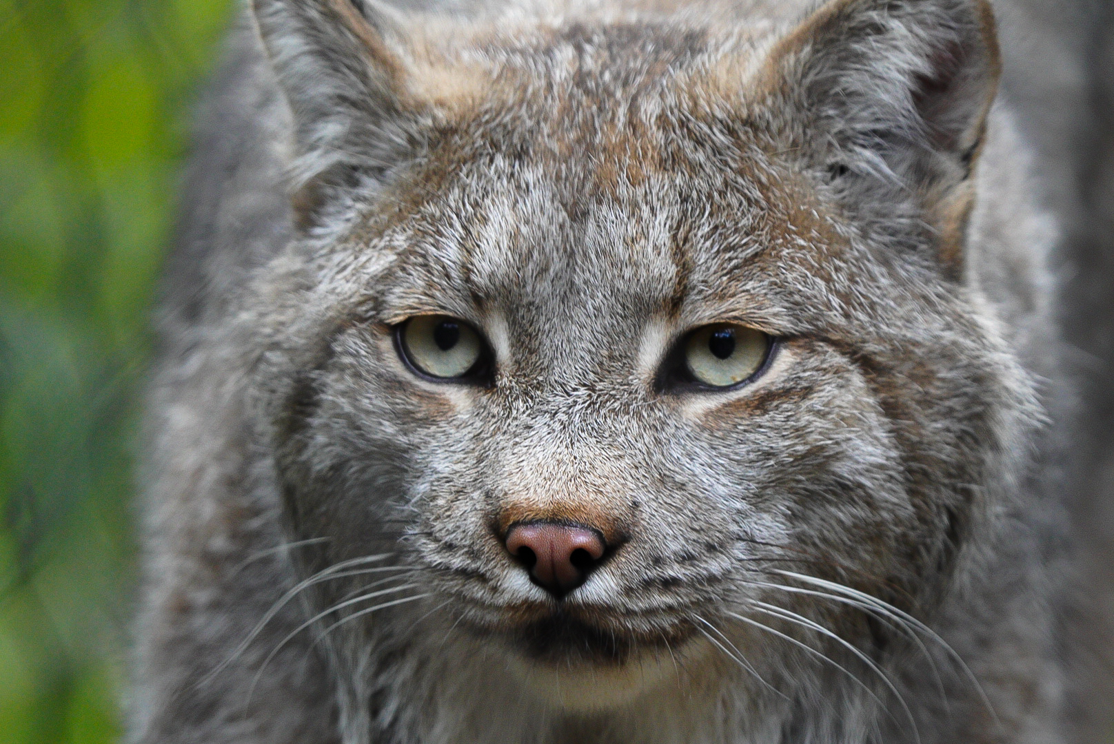 Canada Lynx