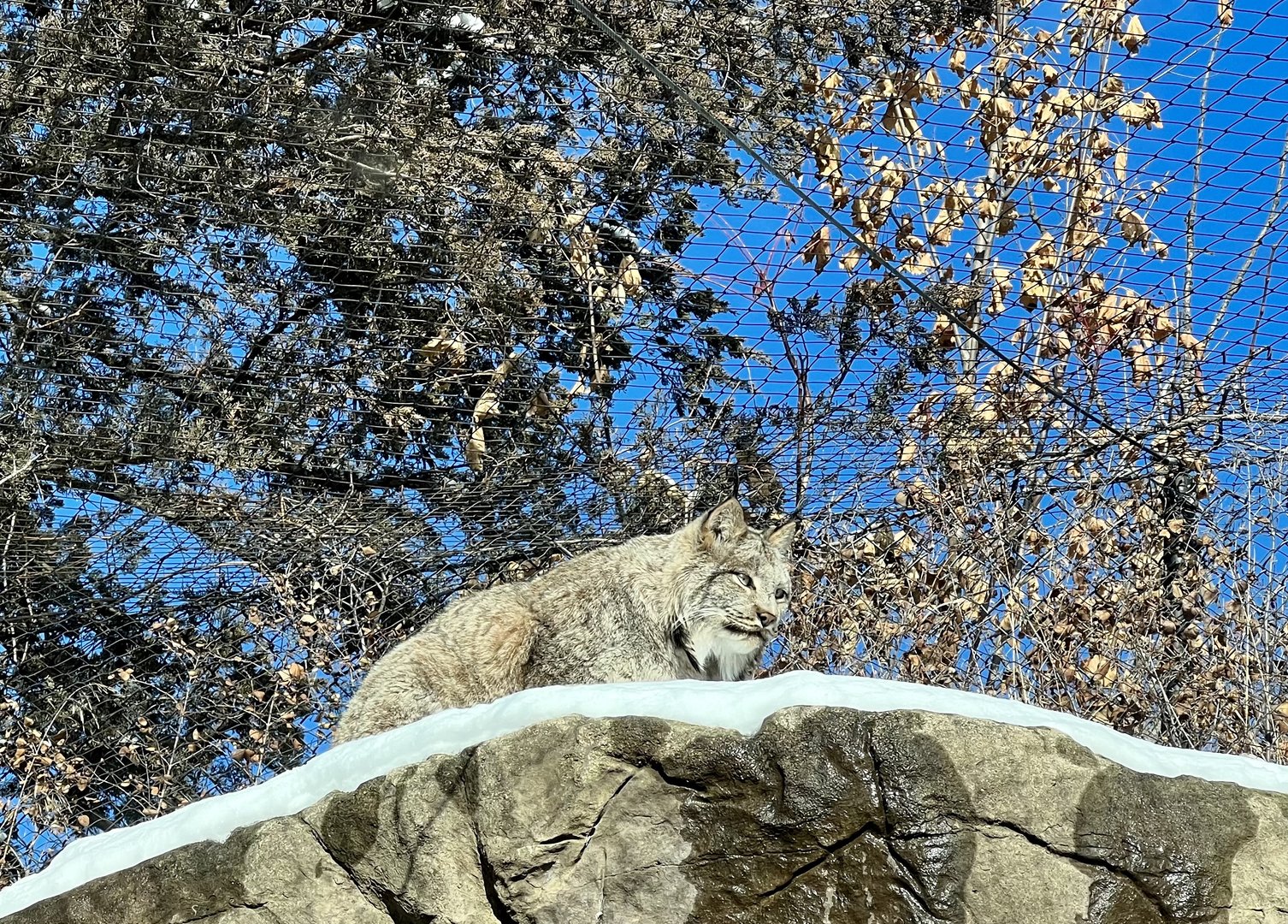 Canada Lynx