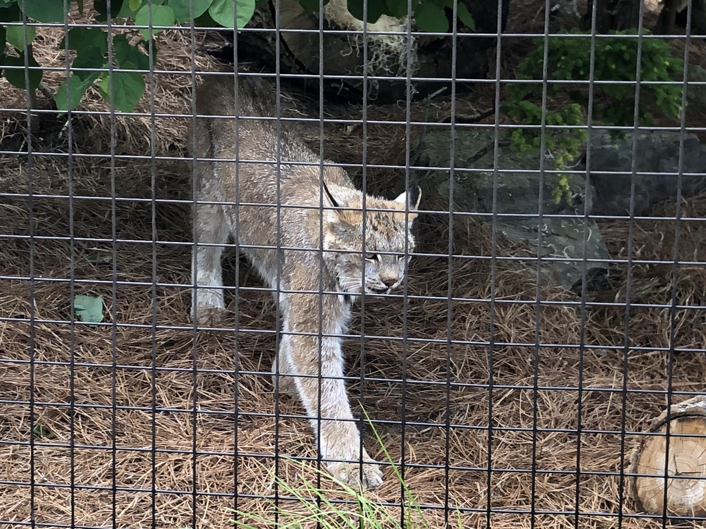 Canada Lynx
