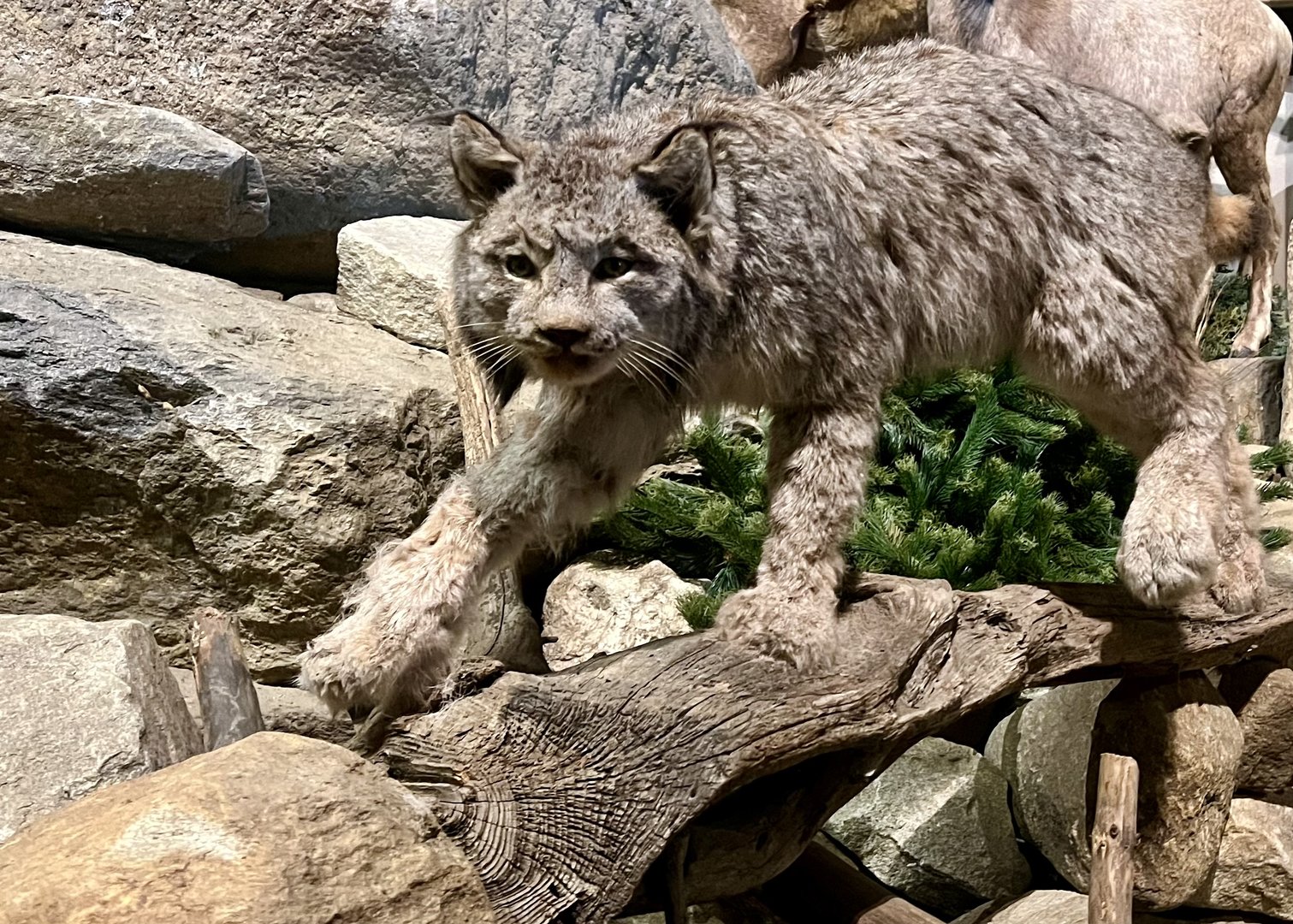Canada Lynx