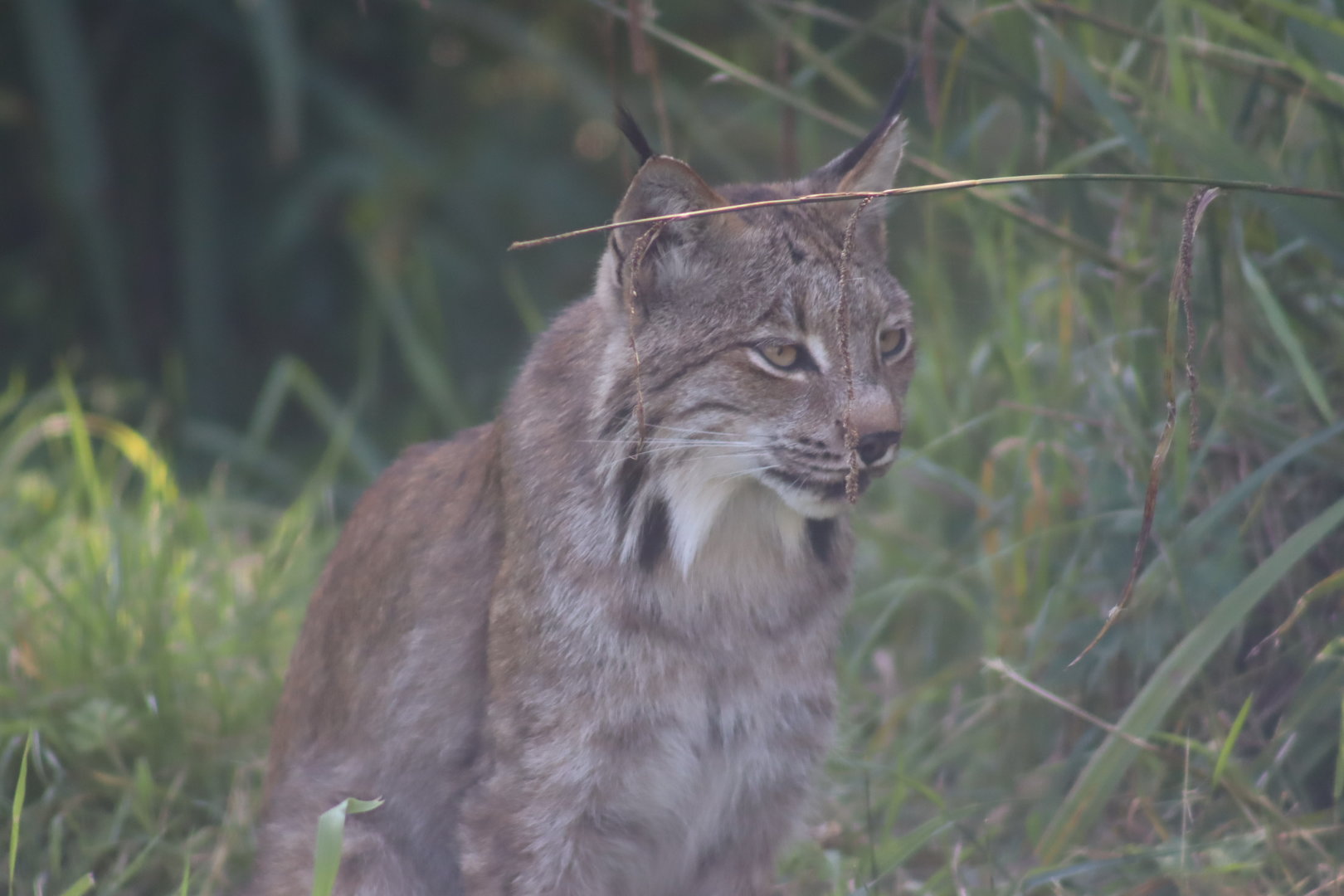 Canada Lynx