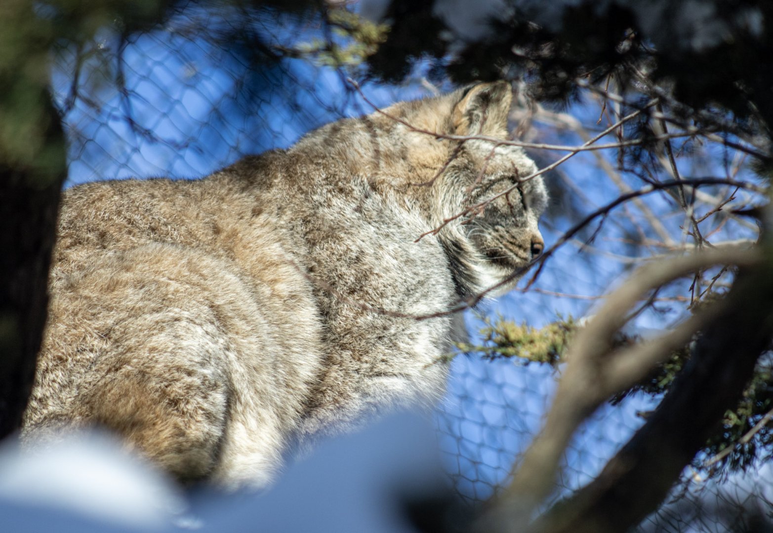 Canada Lynx