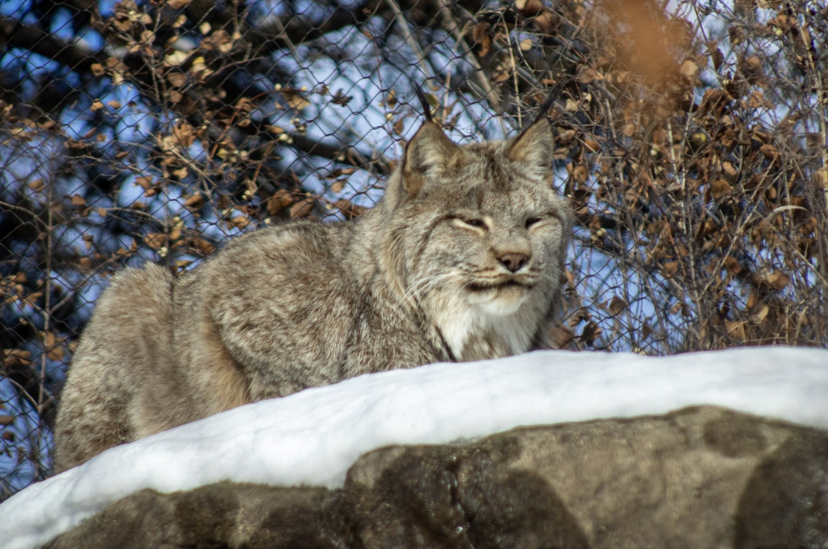 Canada Lynx