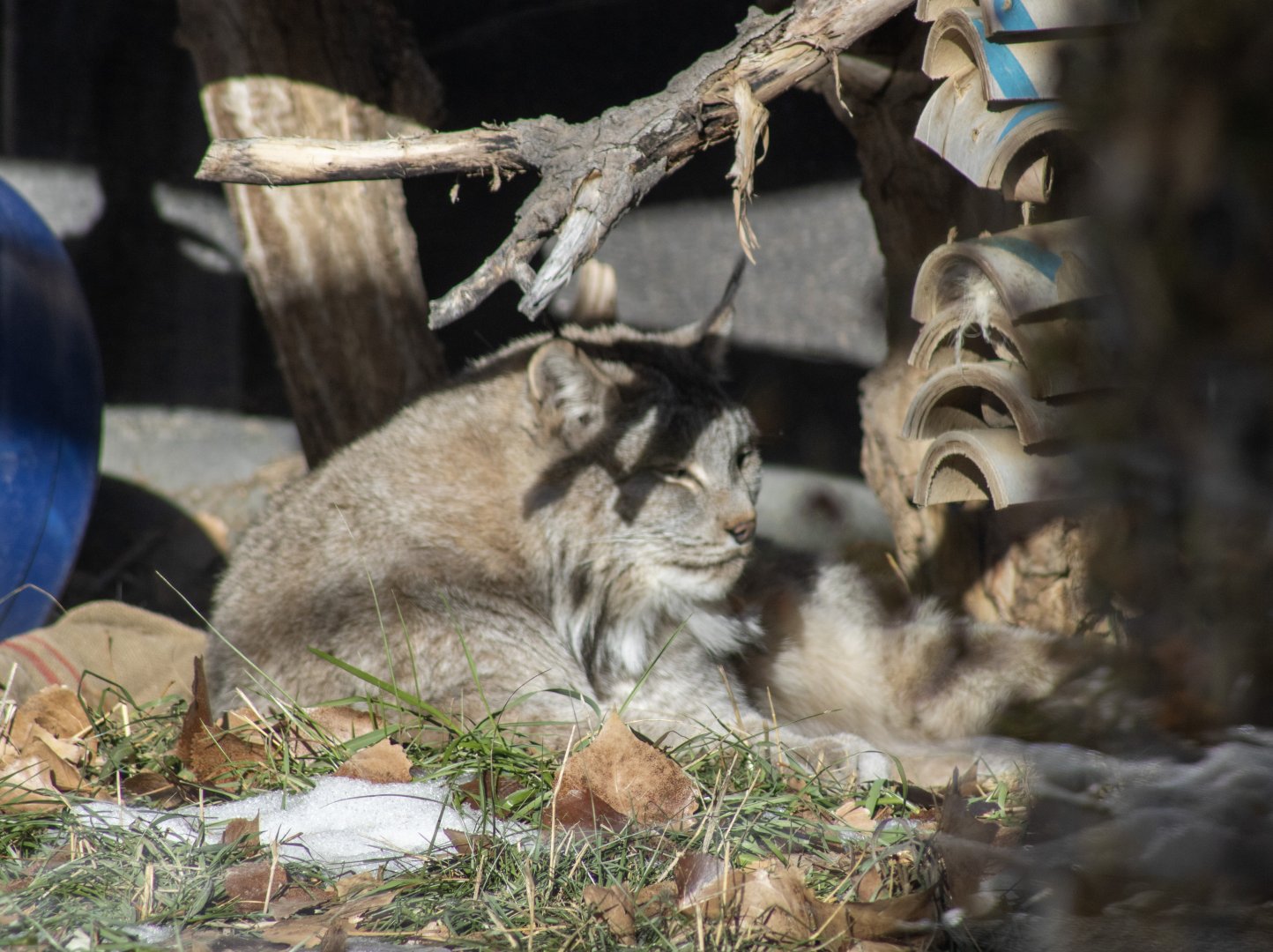 Canada Lynx