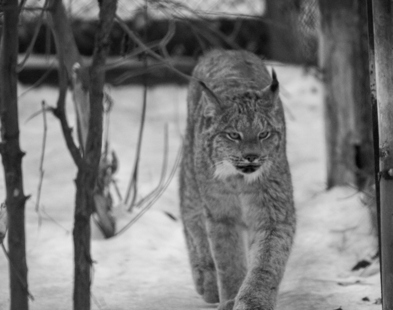 Canada Lynx