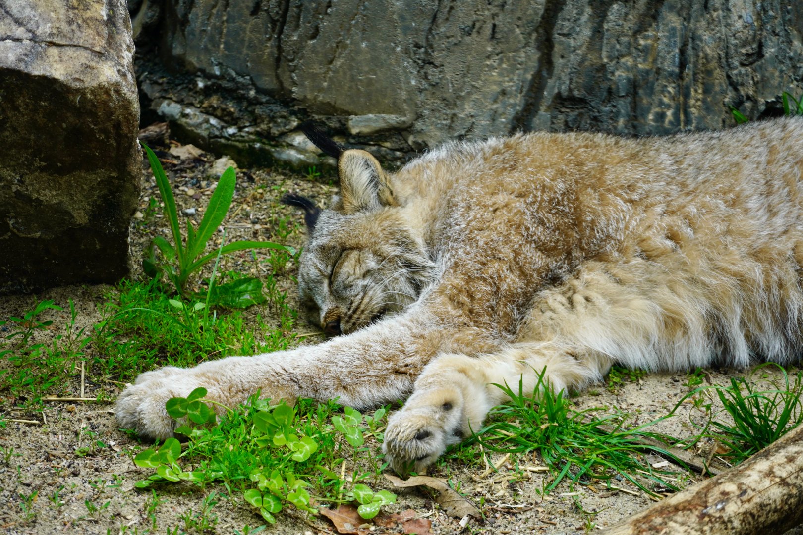 Canada Lynx