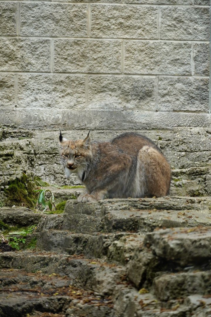 Canada Lynx