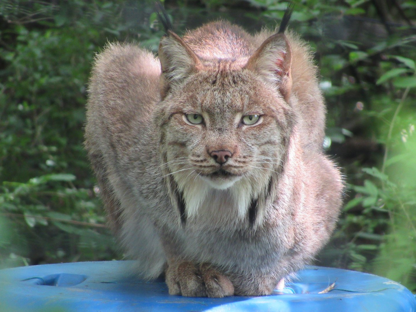 Canada Lynx