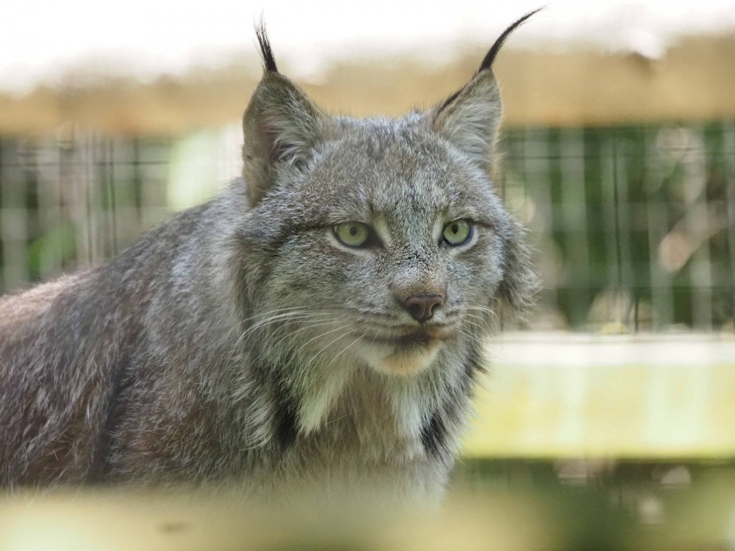 Canada Lynx