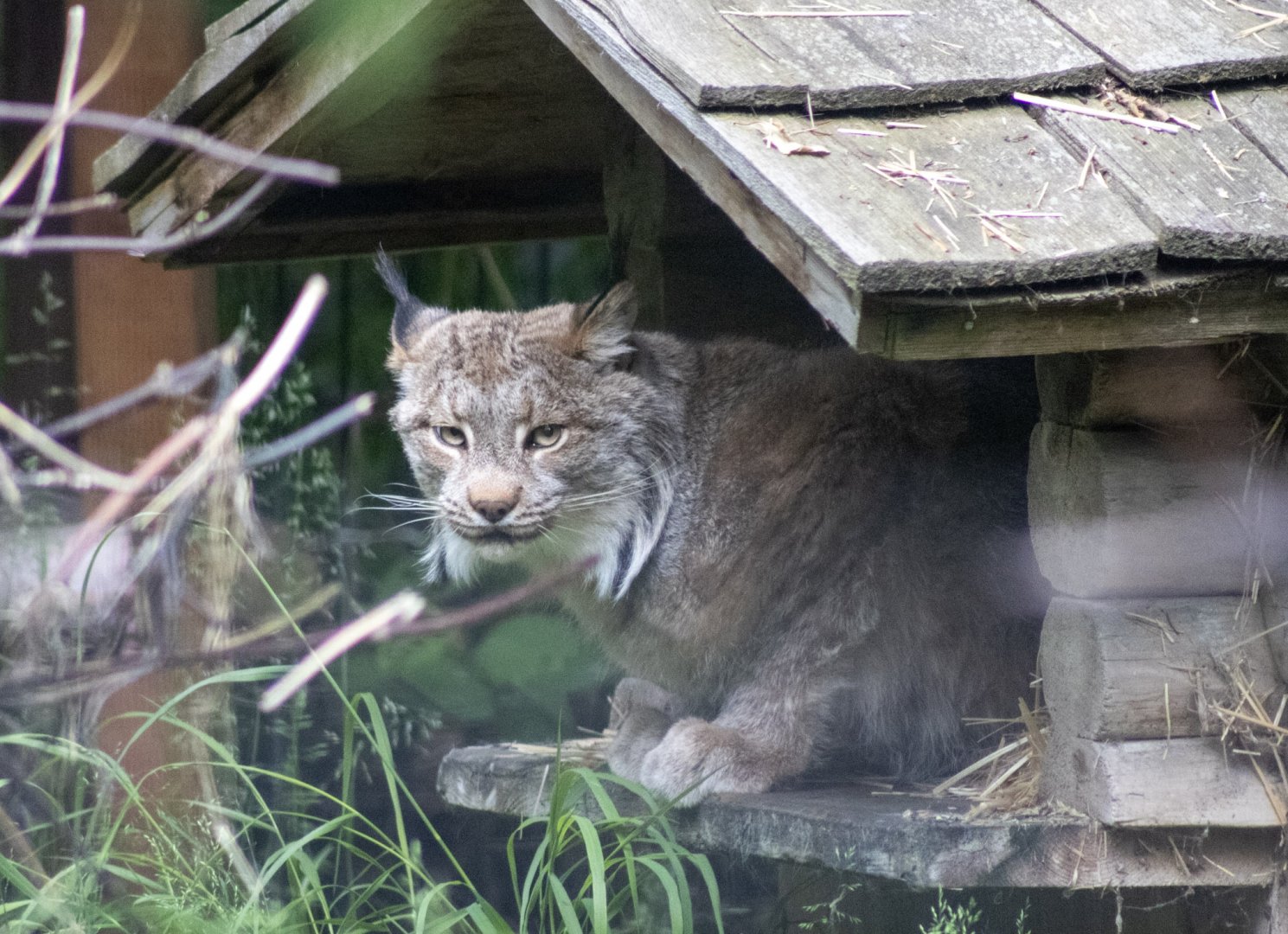 Canada Lynx