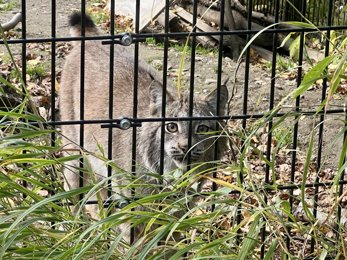 Canada Lynx