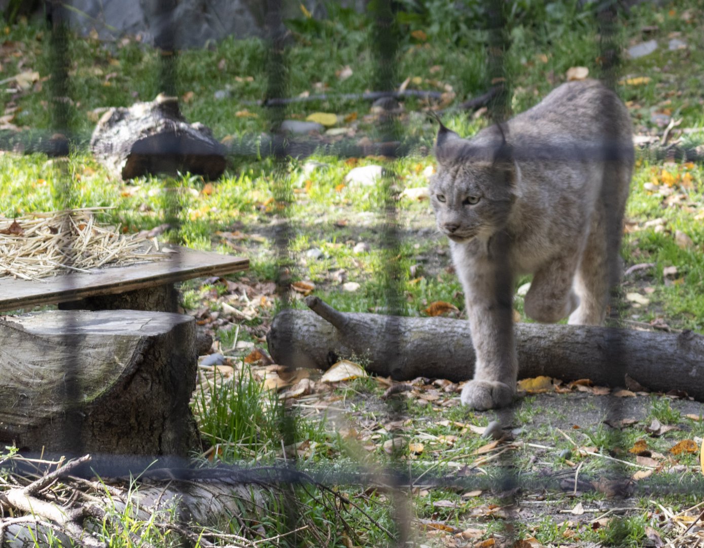 Canada Lynx