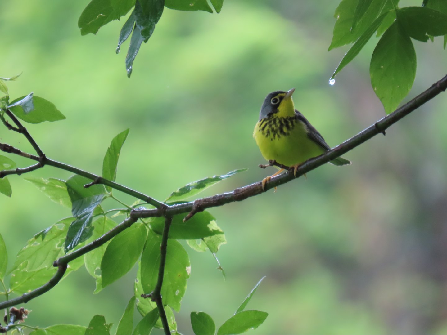Canada Warbler (Cardellina canadensis)