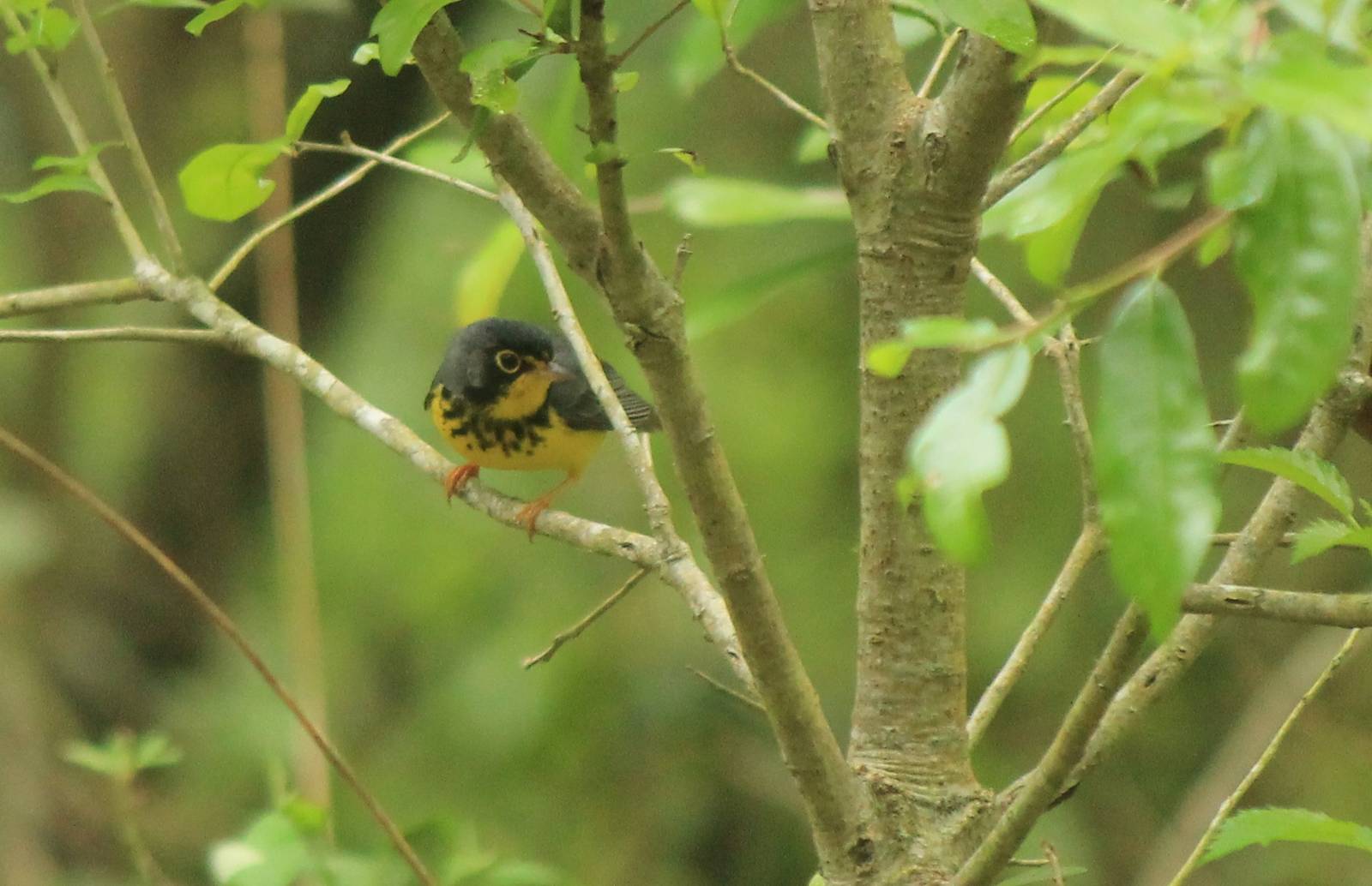 Canada Warbler