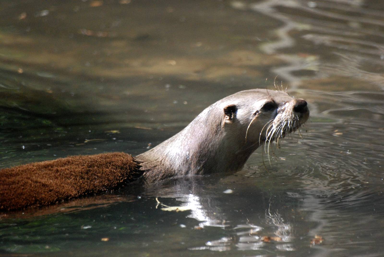 Canadian (American River) Otter at the Chestnut Centre, 09/06/13