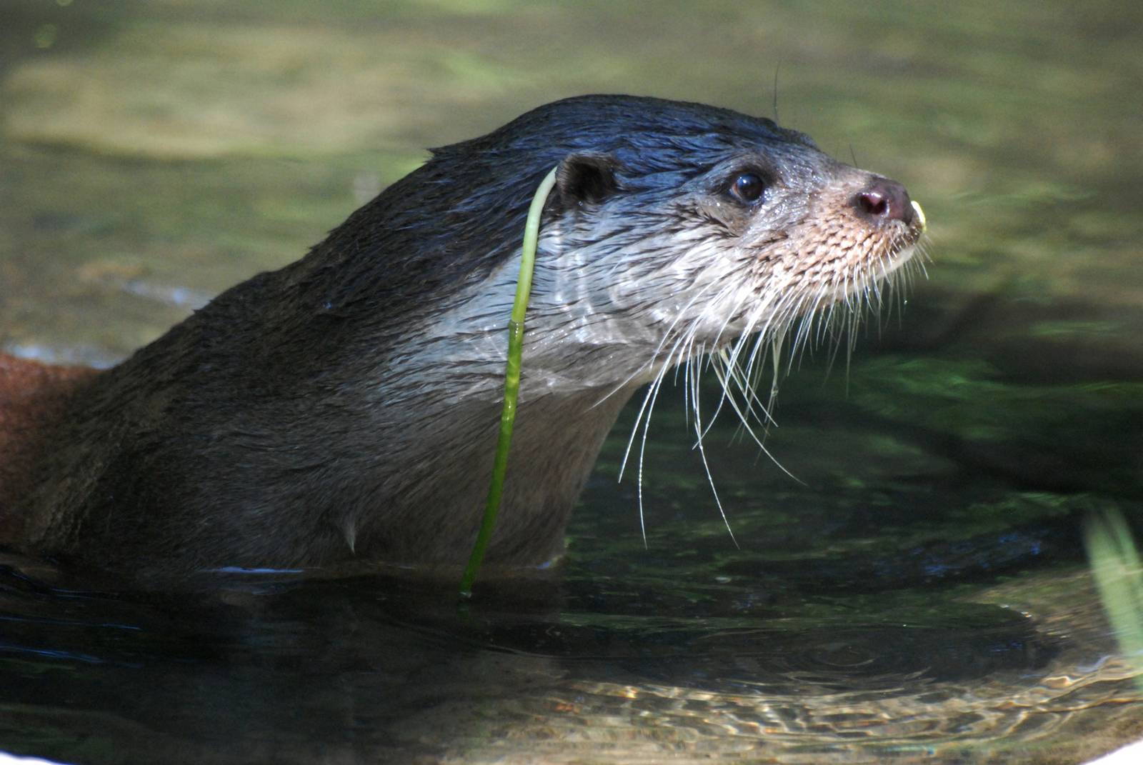 Canadian (American River) Otter at the Chestnut Centre, 09/06/13