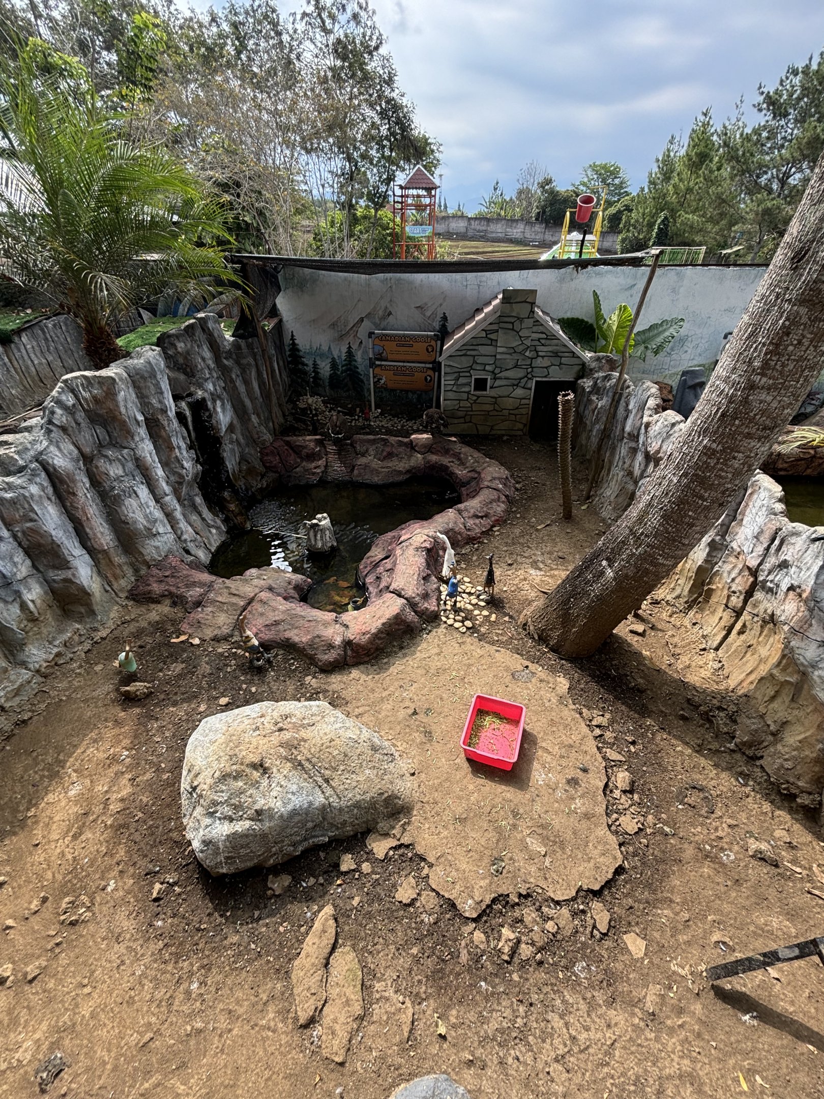 Canadian + Andean Geese Exhibit