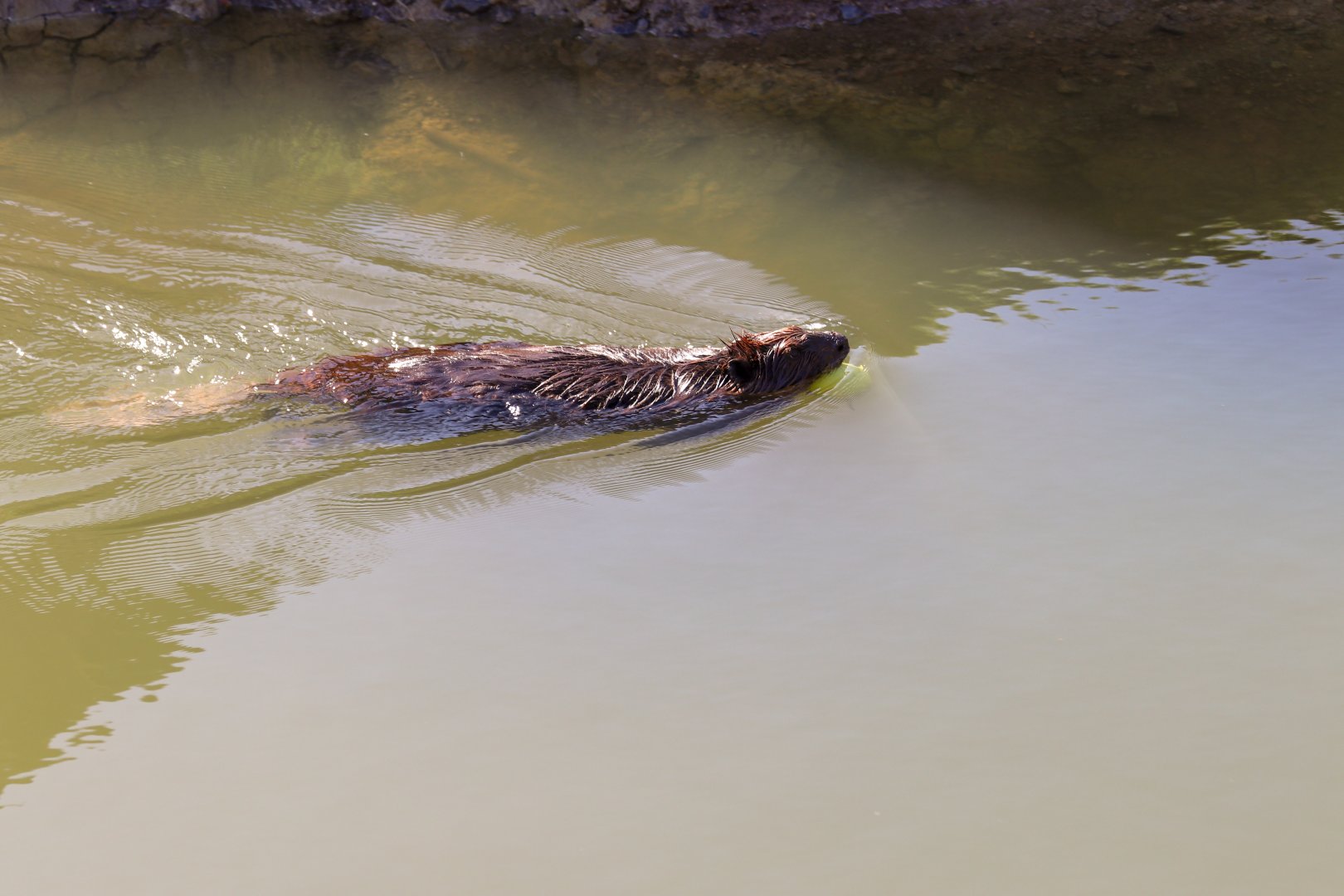 Canadian Beaver (Castor canadensis) - The Last Frontier