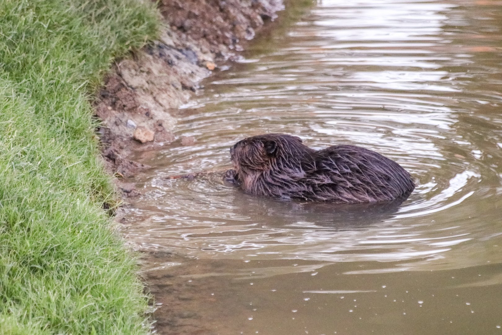Canadian beaver (Castor canadensis) - The Last Frontier