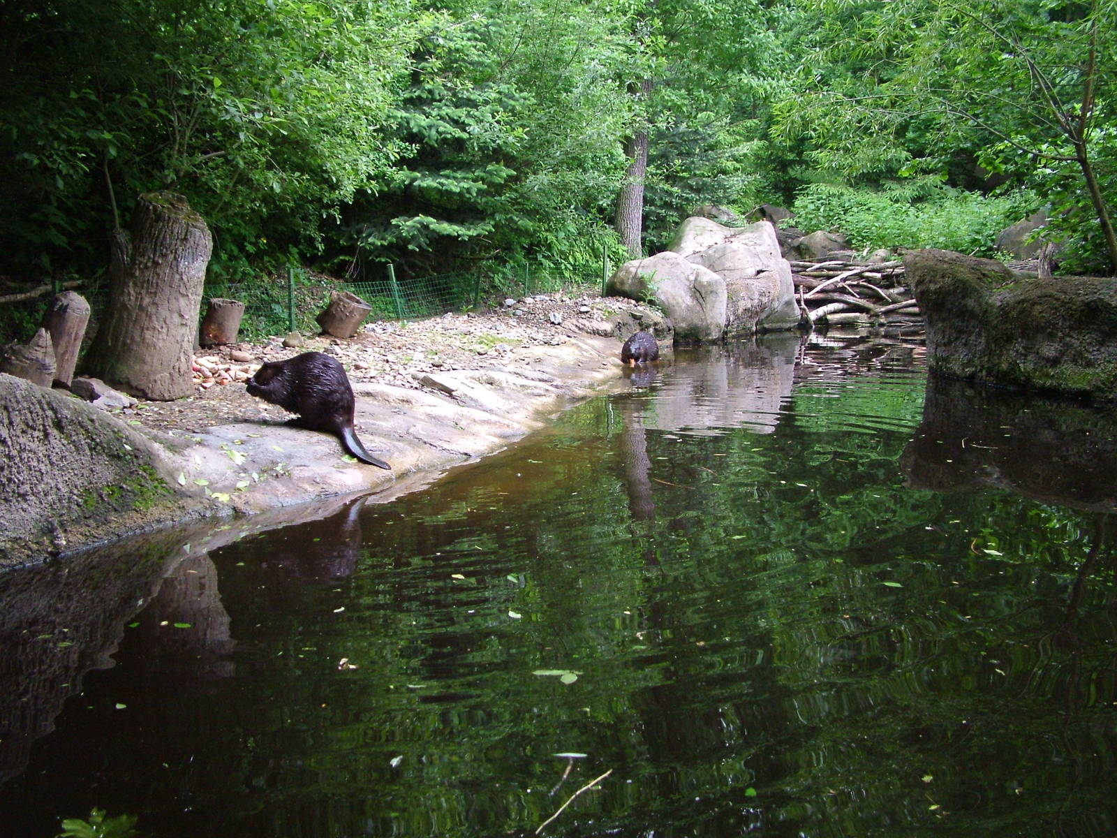 Canadian Beaver exhibit at Brno, 27/05/10