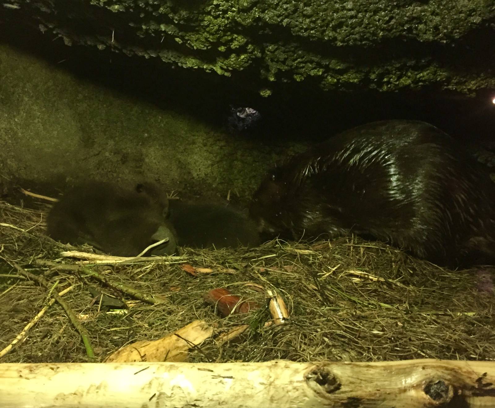 Canadian Beaver Exhibit -  Den view with kits.