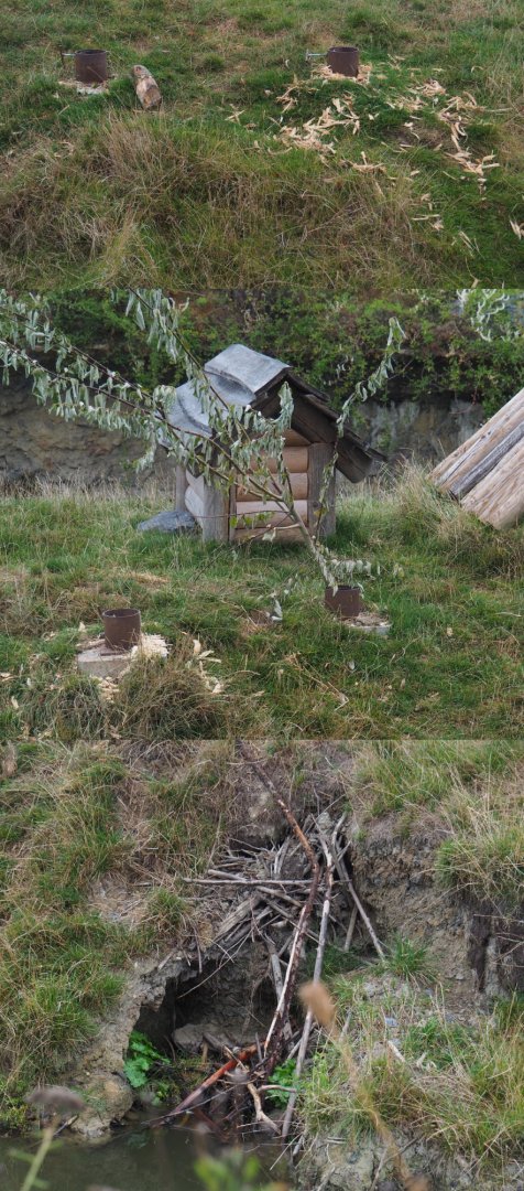 Canadian beaver exhibit details: Leftovers, Breakfast and Attempted den, 2020-09-03