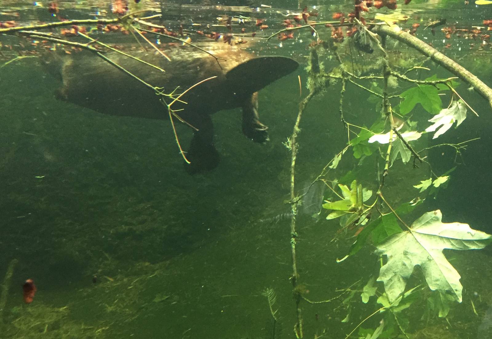 Canadian Beaver Exhibit - Underwater View