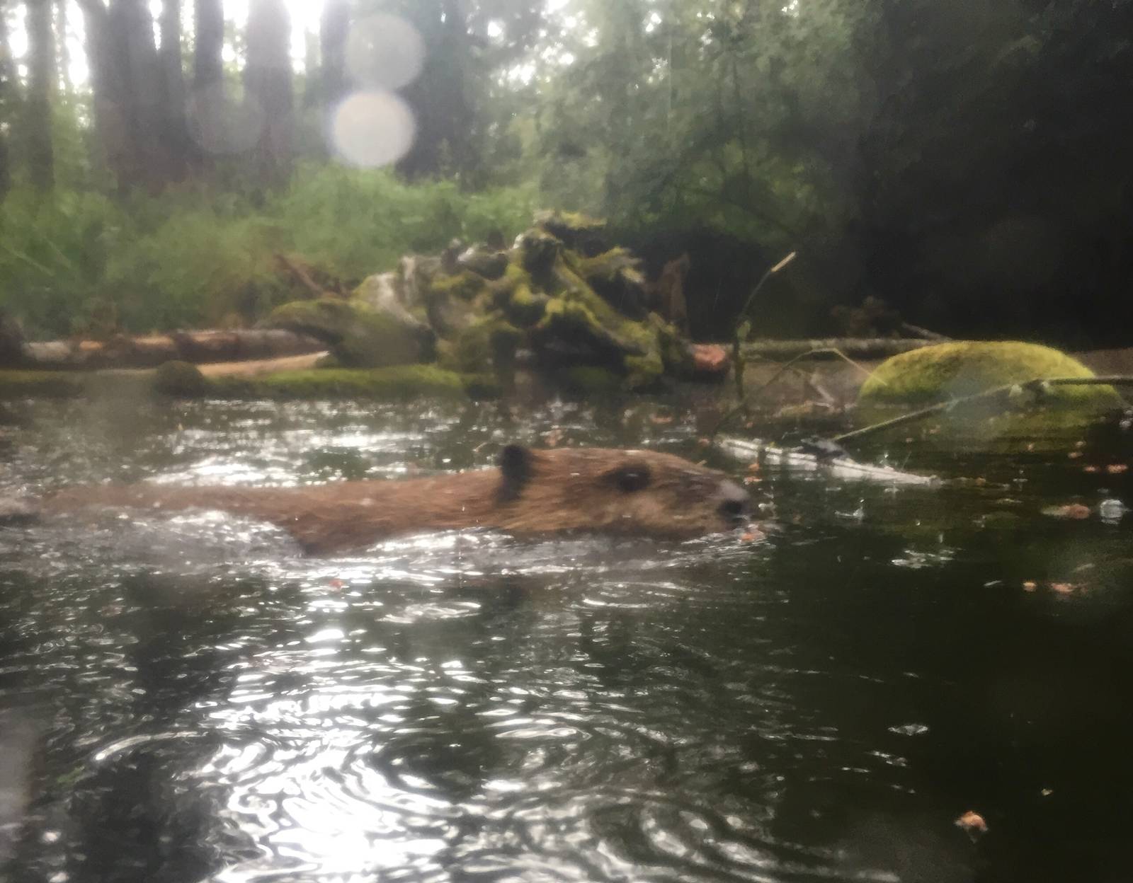 Canadian Beaver Exhibit