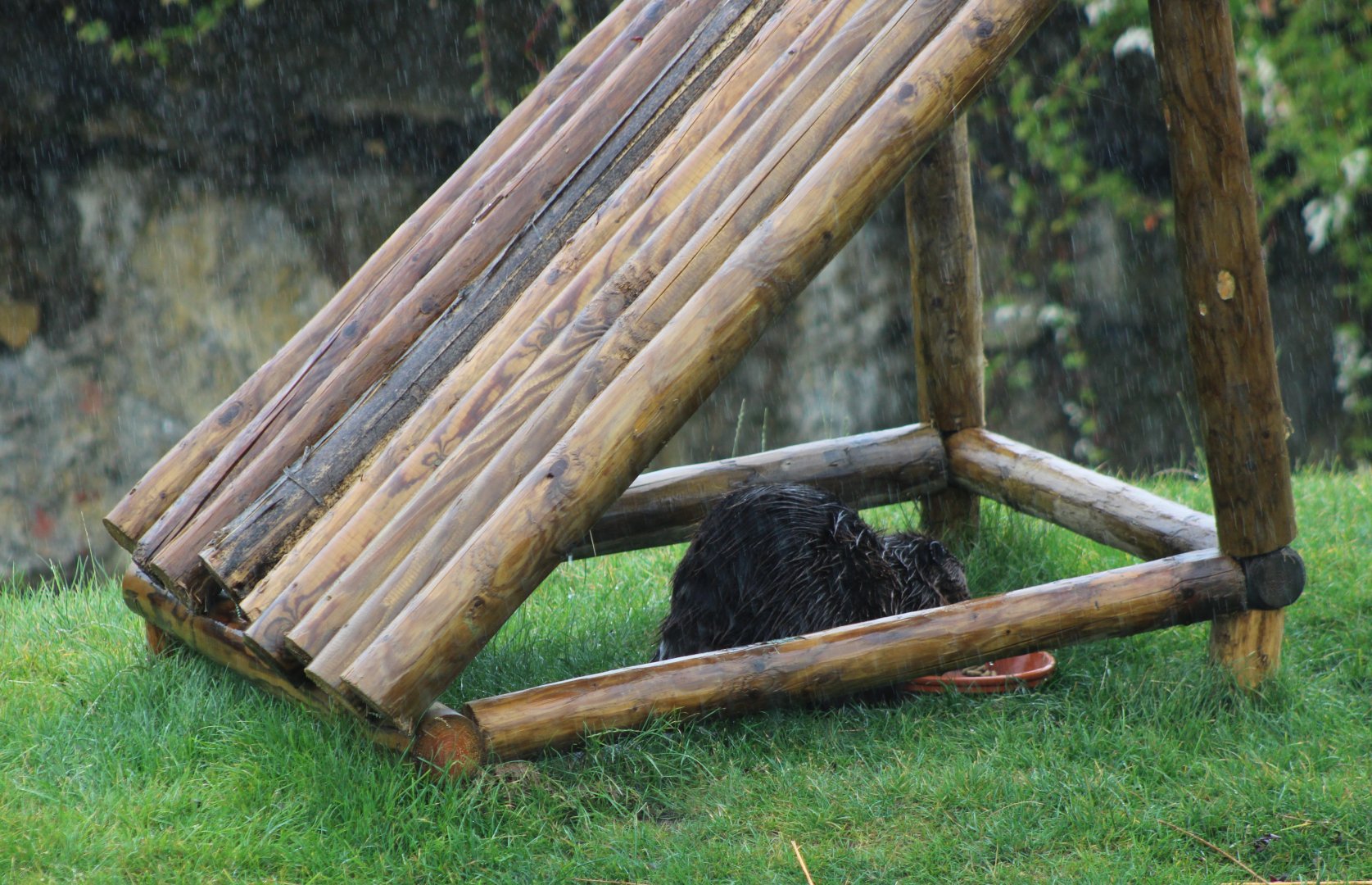 Canadian beaver hidding for the rain