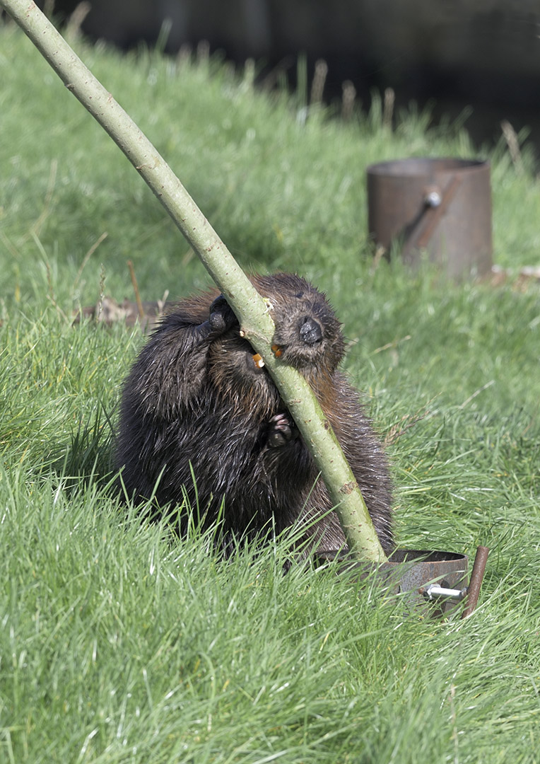 Canadian beaver in action