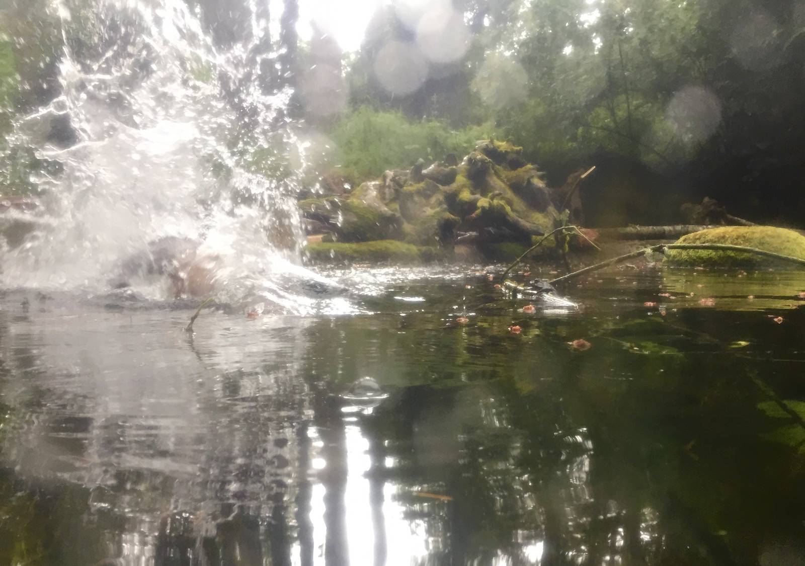 Canadian Beaver smacking its tail on the surface