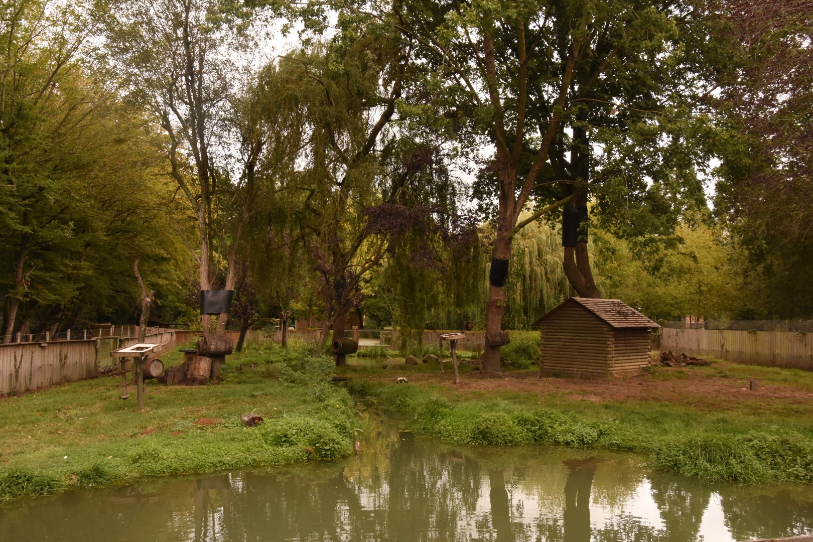 Canadian Beaver, Striped Skunk & Raccoon enclosure