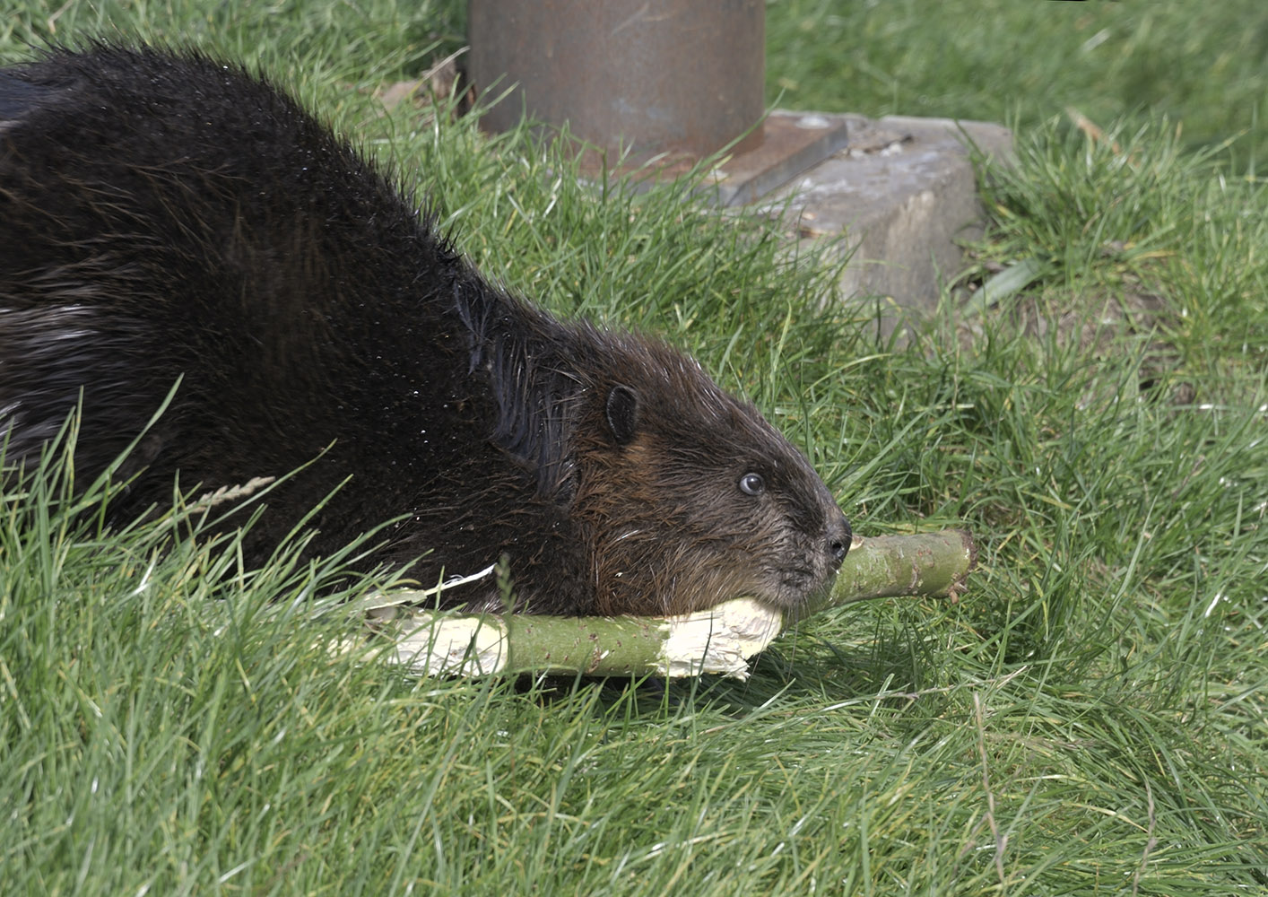 Canadian beaver with branch