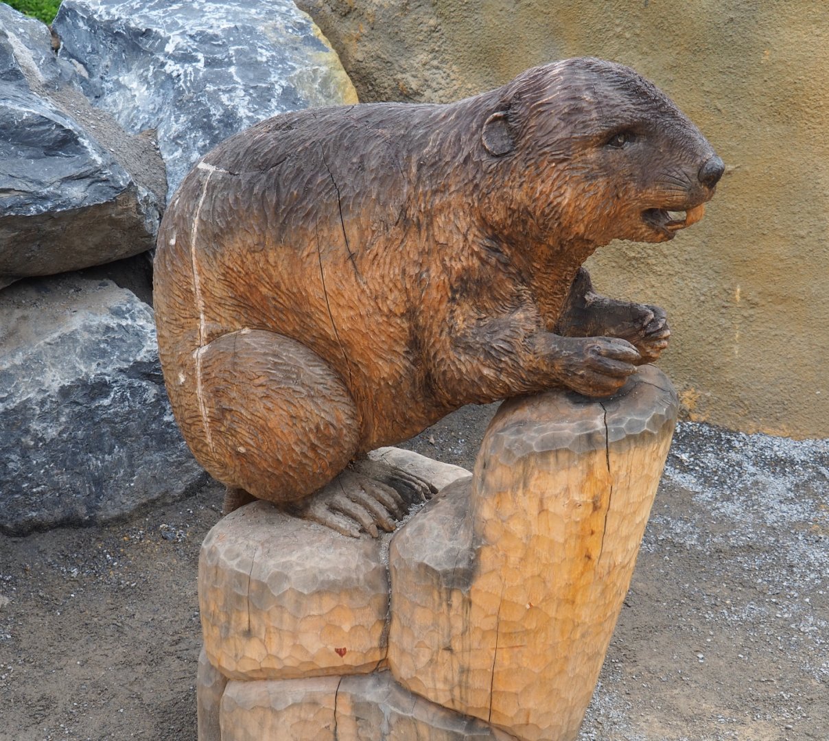 Canadian beaver wood carving, 2019-10-05