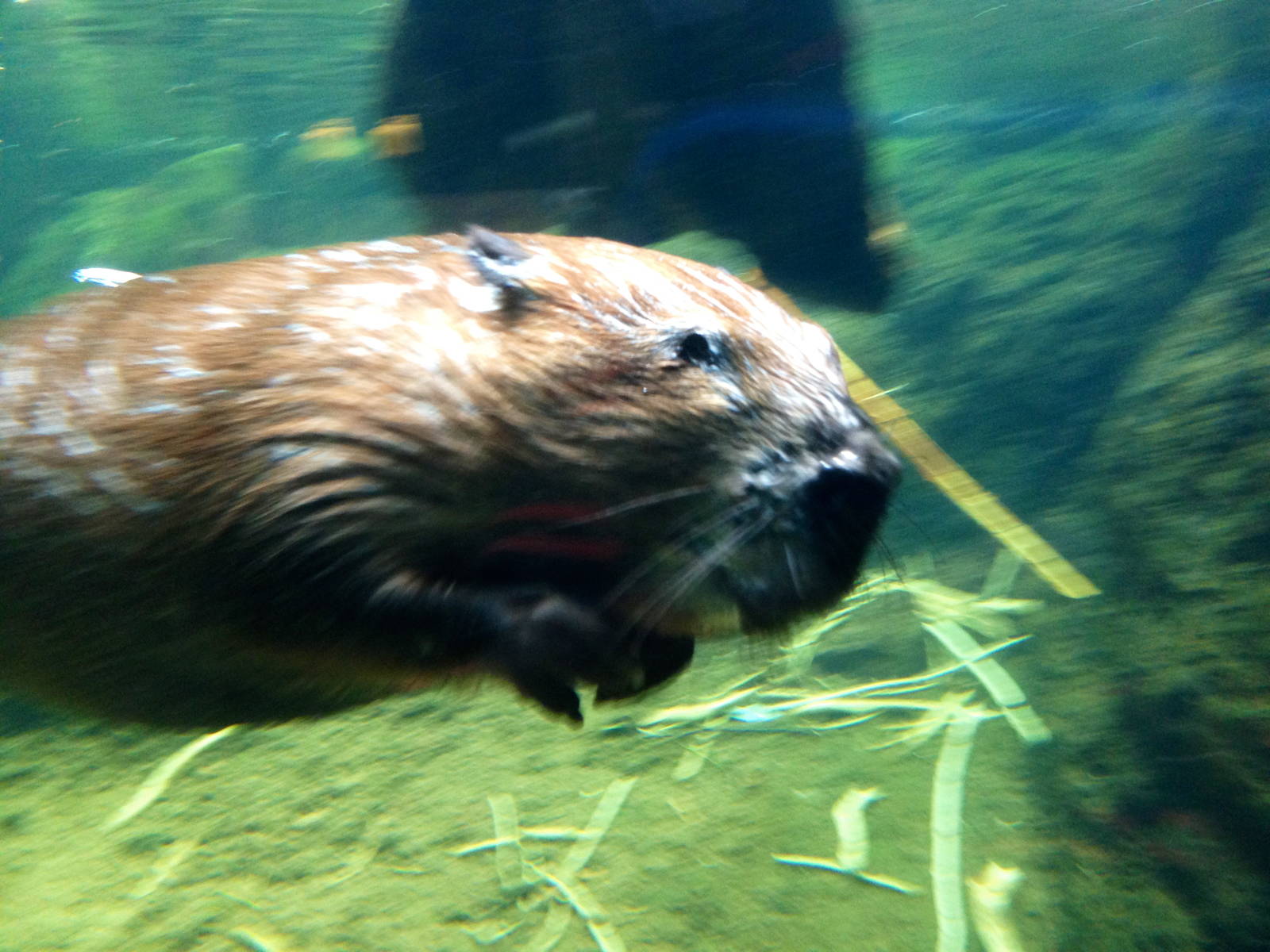 Canadian Beaver