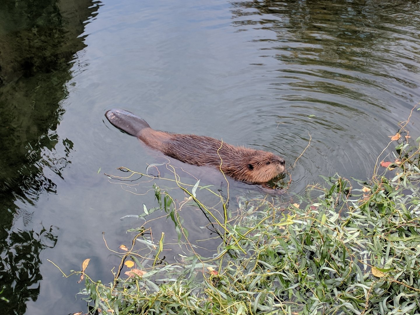 Canadian beaver