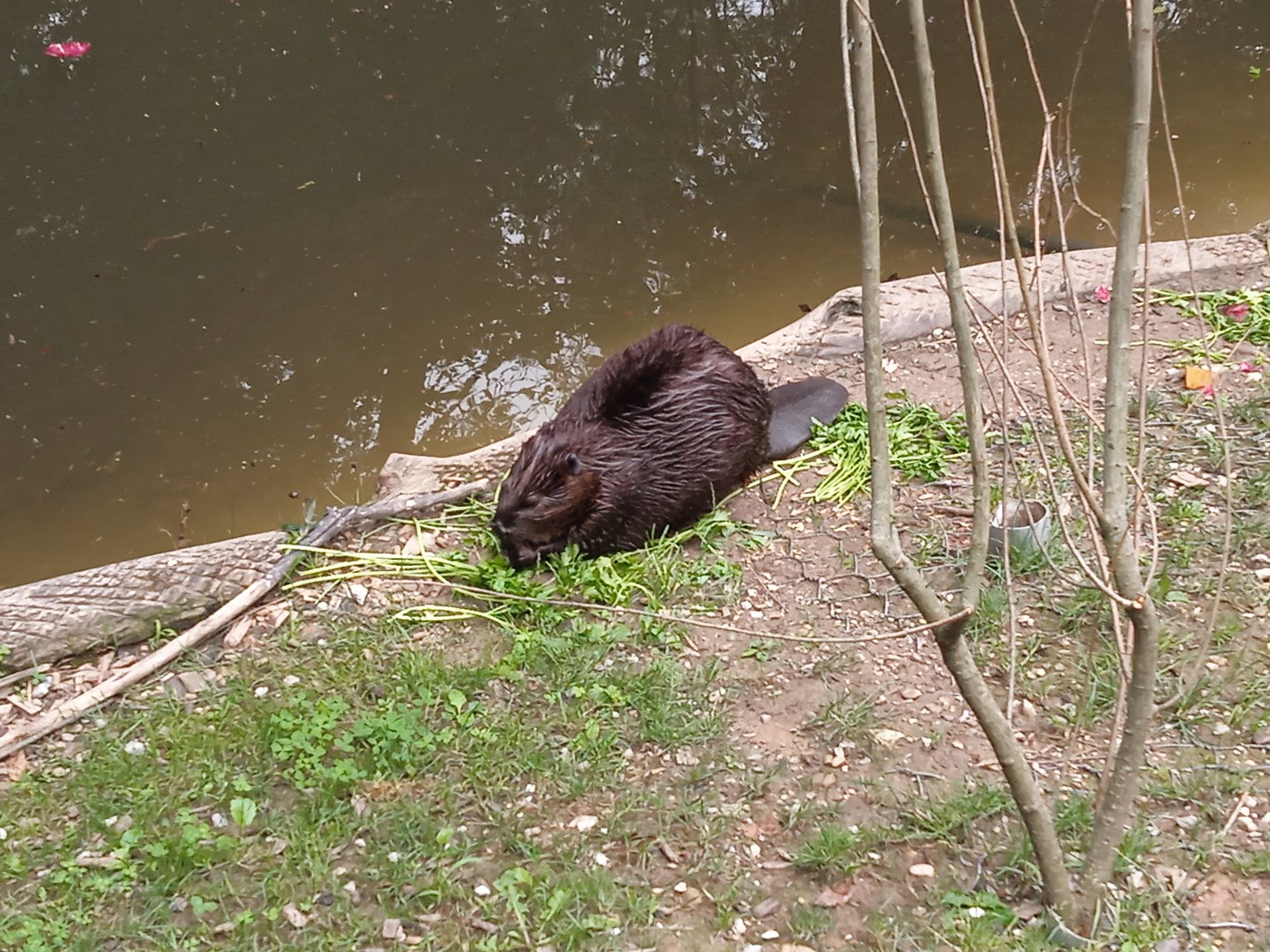 Canadian beaver
