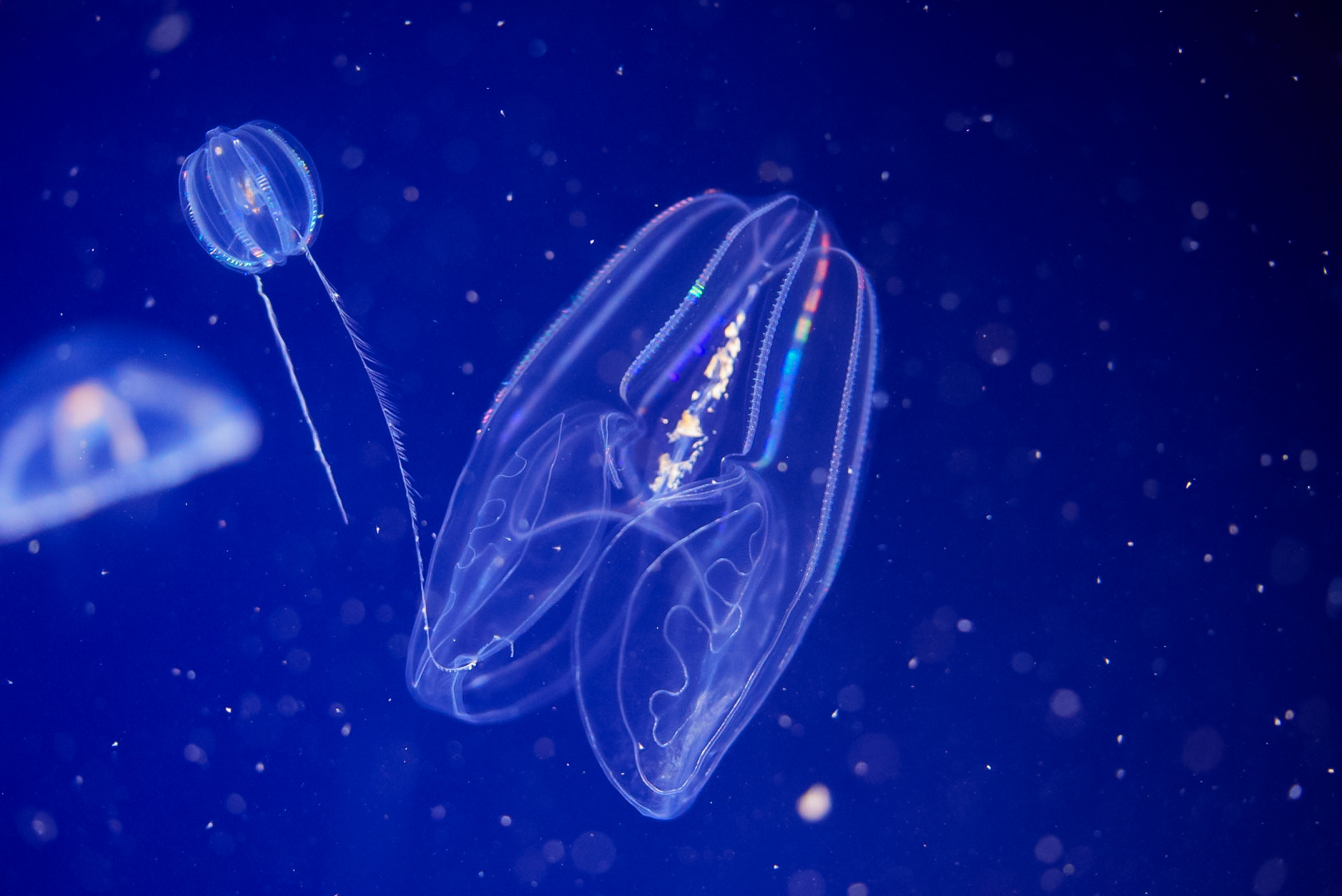 Canadian Comb Jelly