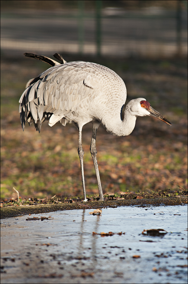 Canadian crane at Berlin Tierpark