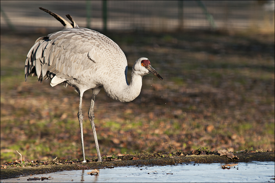 Canadian crane at Berlin Tierpark