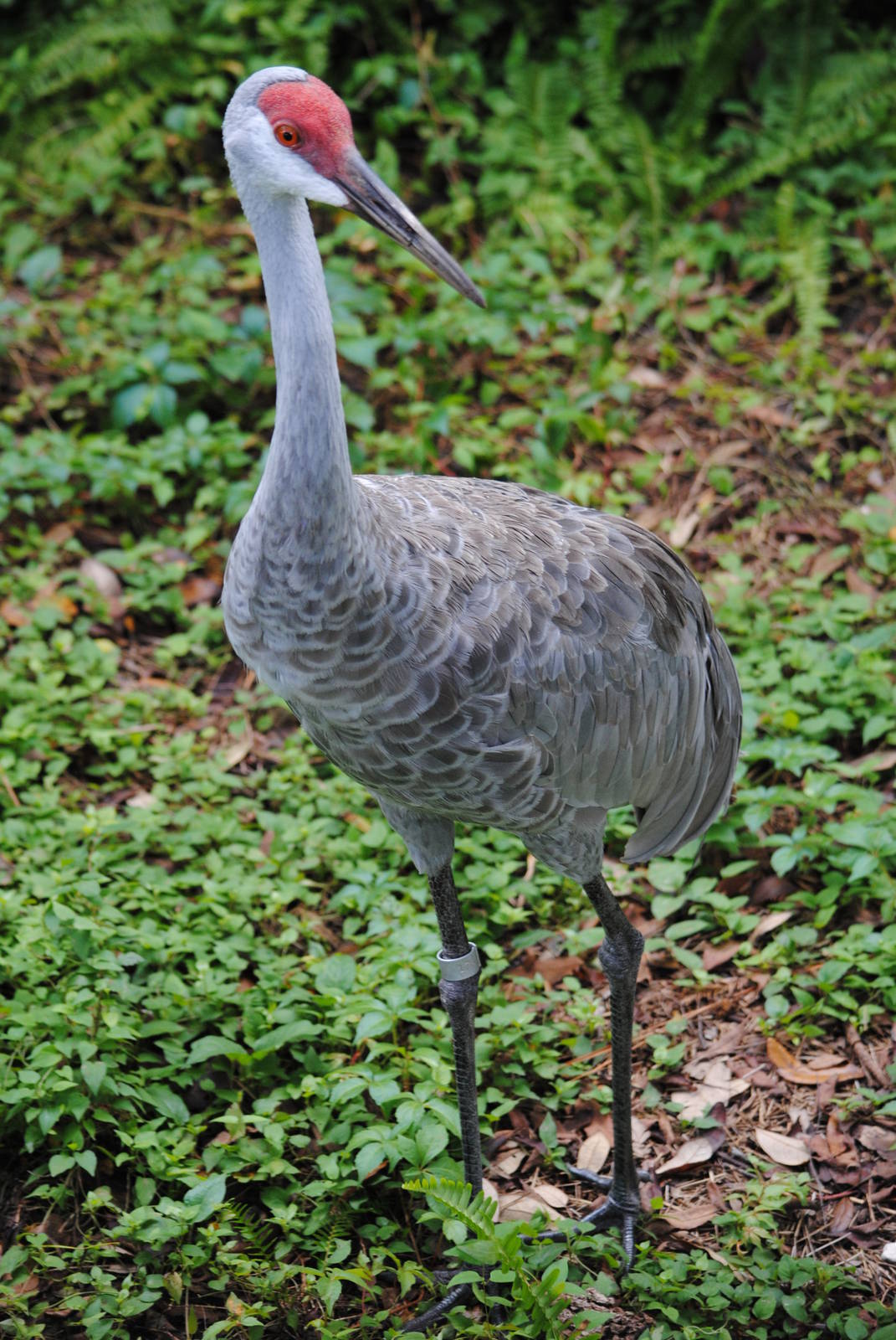 Canadian Crane