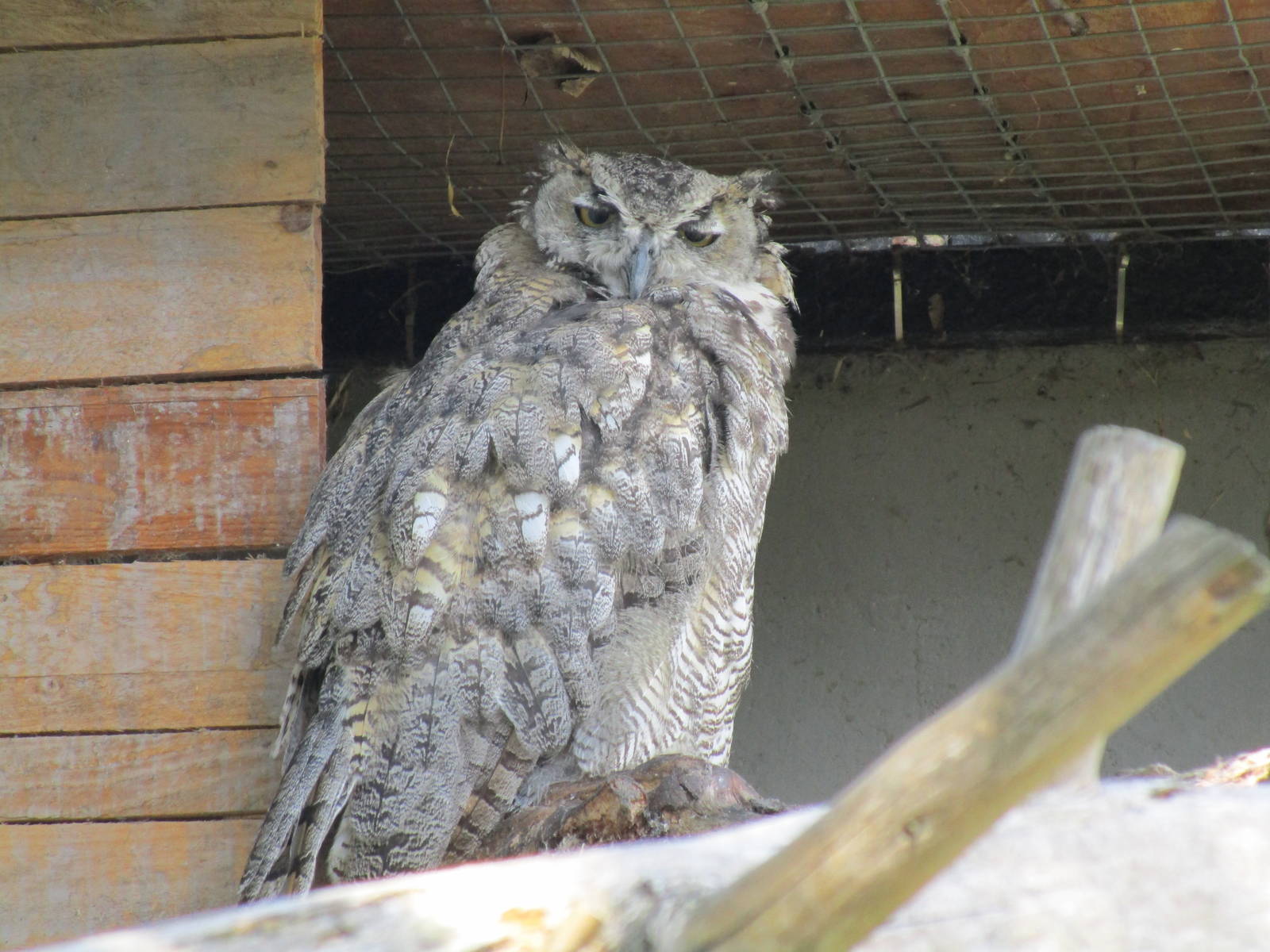 Canadian Eagle Owl - 19/07/15