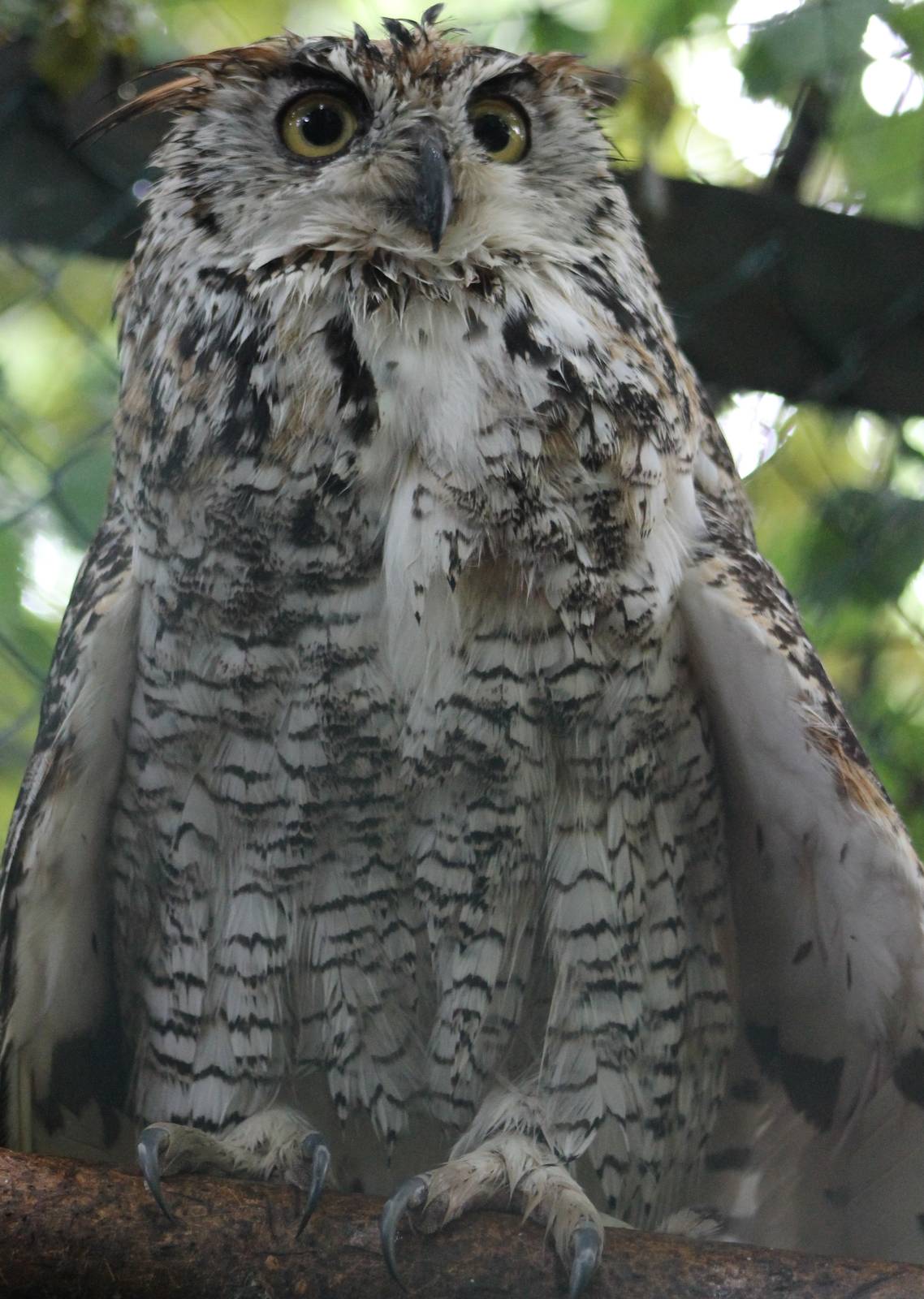 Canadian eagle-owl adult